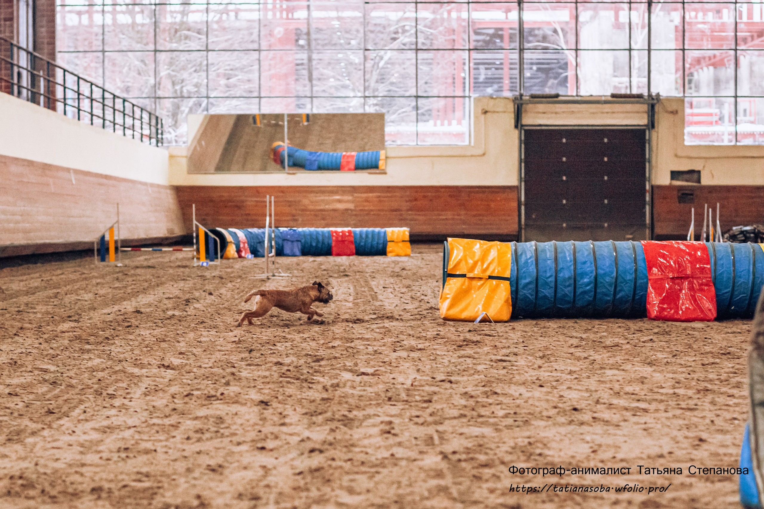 Соревнования по Аджилити 25.02.2024. Фотограф-анималист Татьяна Степанова