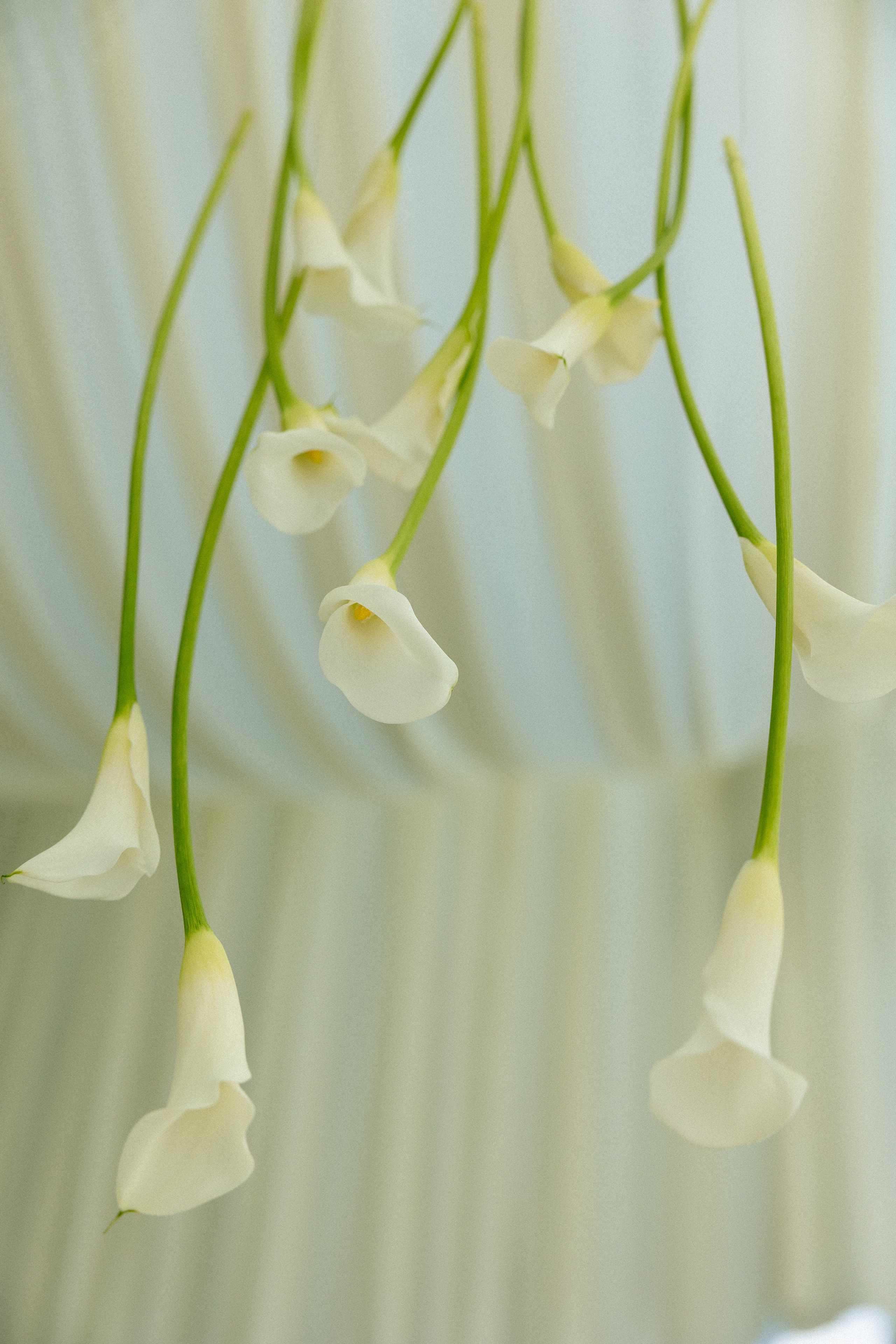 Андрей и Алёна. Свадебный фотограф в Рязани и Москве Евгения Жмурова