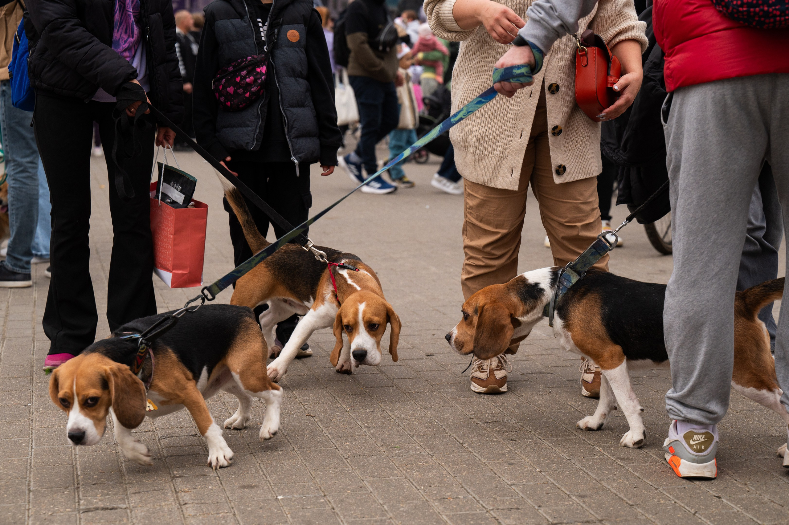 4lapy fest 2025. Photographer in Moscow Anna Chistiakova