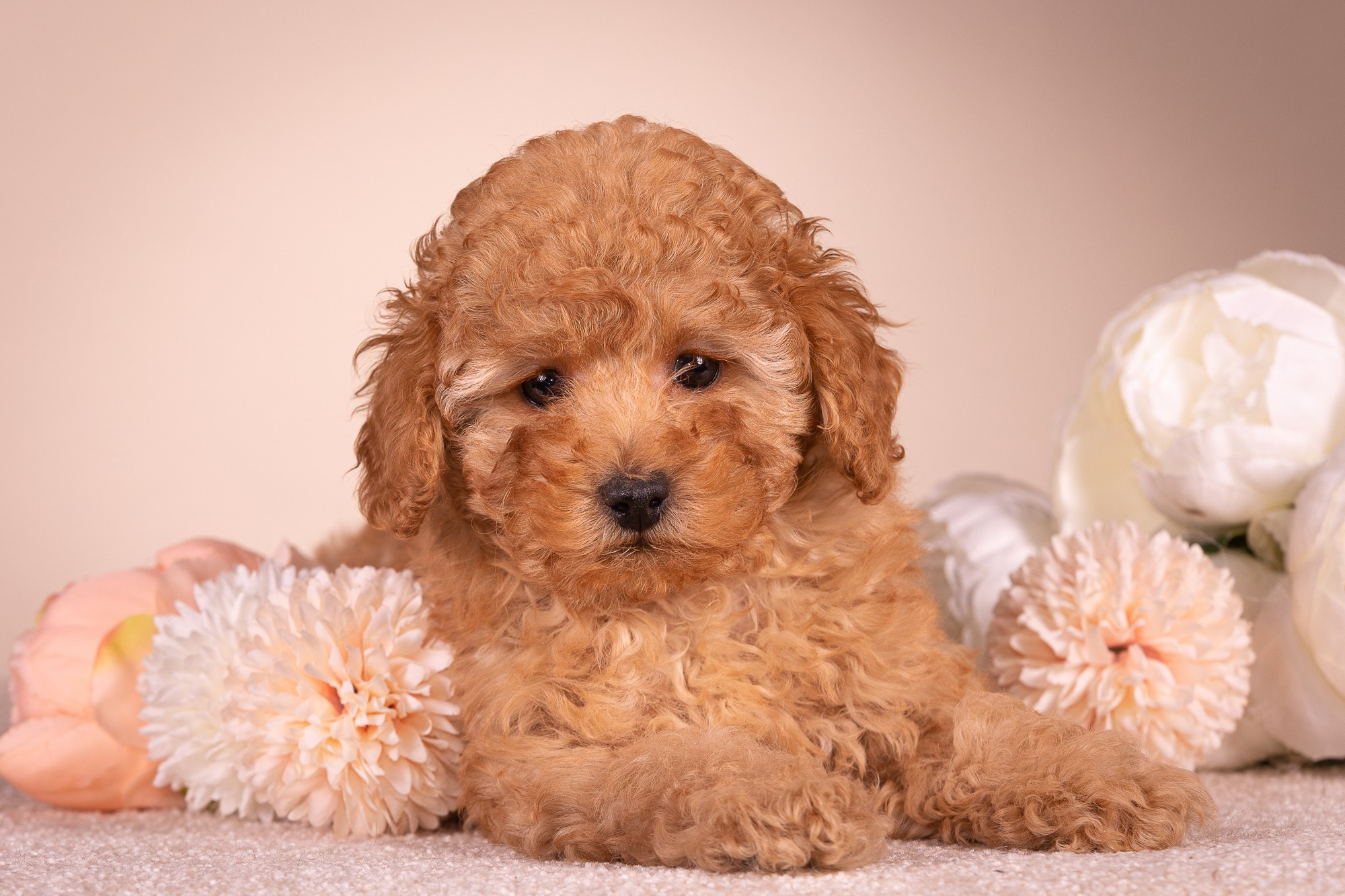 Фотосъёмки щенков. Фотограф-анималист Natalia Deingel | Фотосъемка собак в Москве