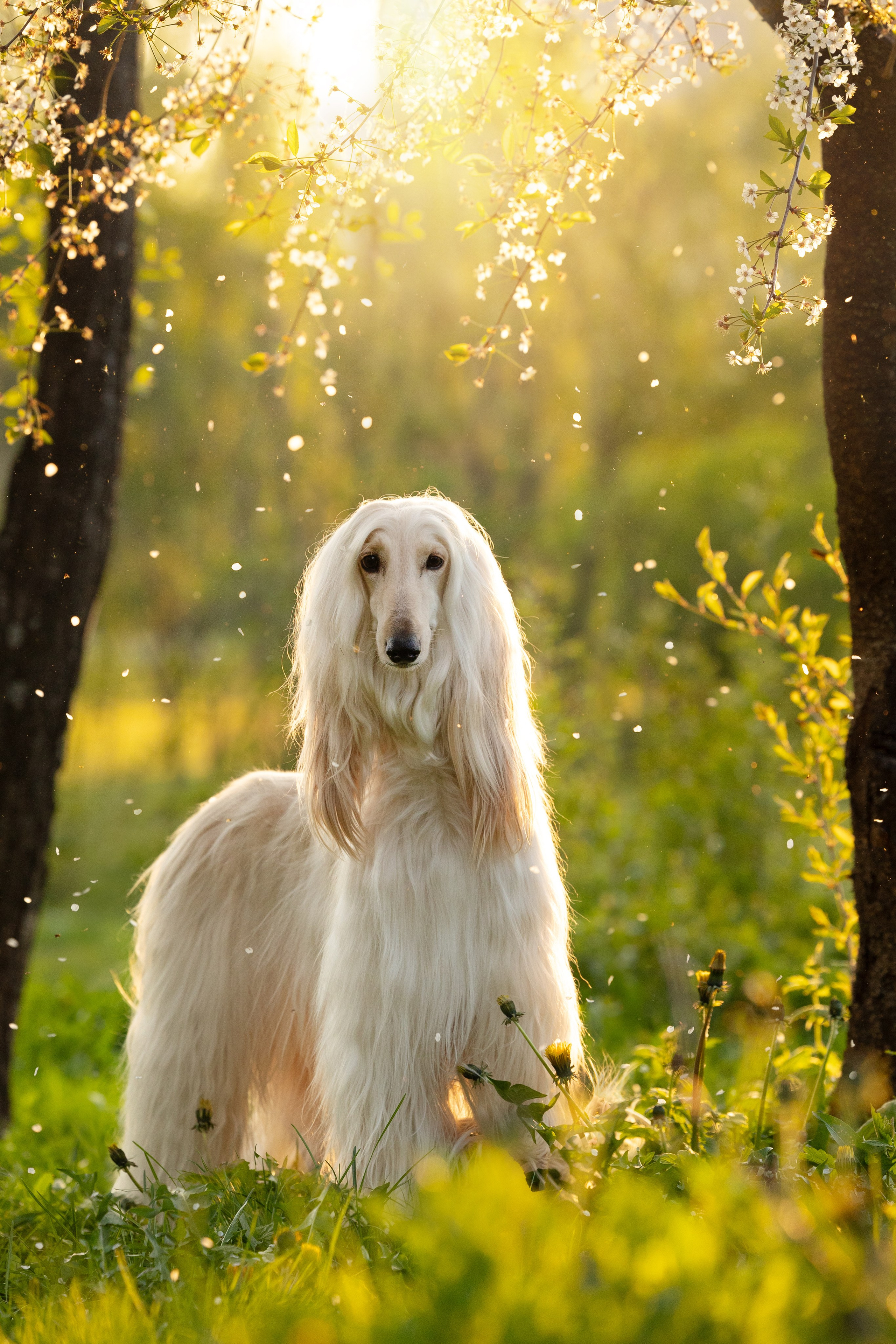 Съёмки собак на природе. Фотограф-анималист Natalia Deingel | Фотосъемка собак в Москве