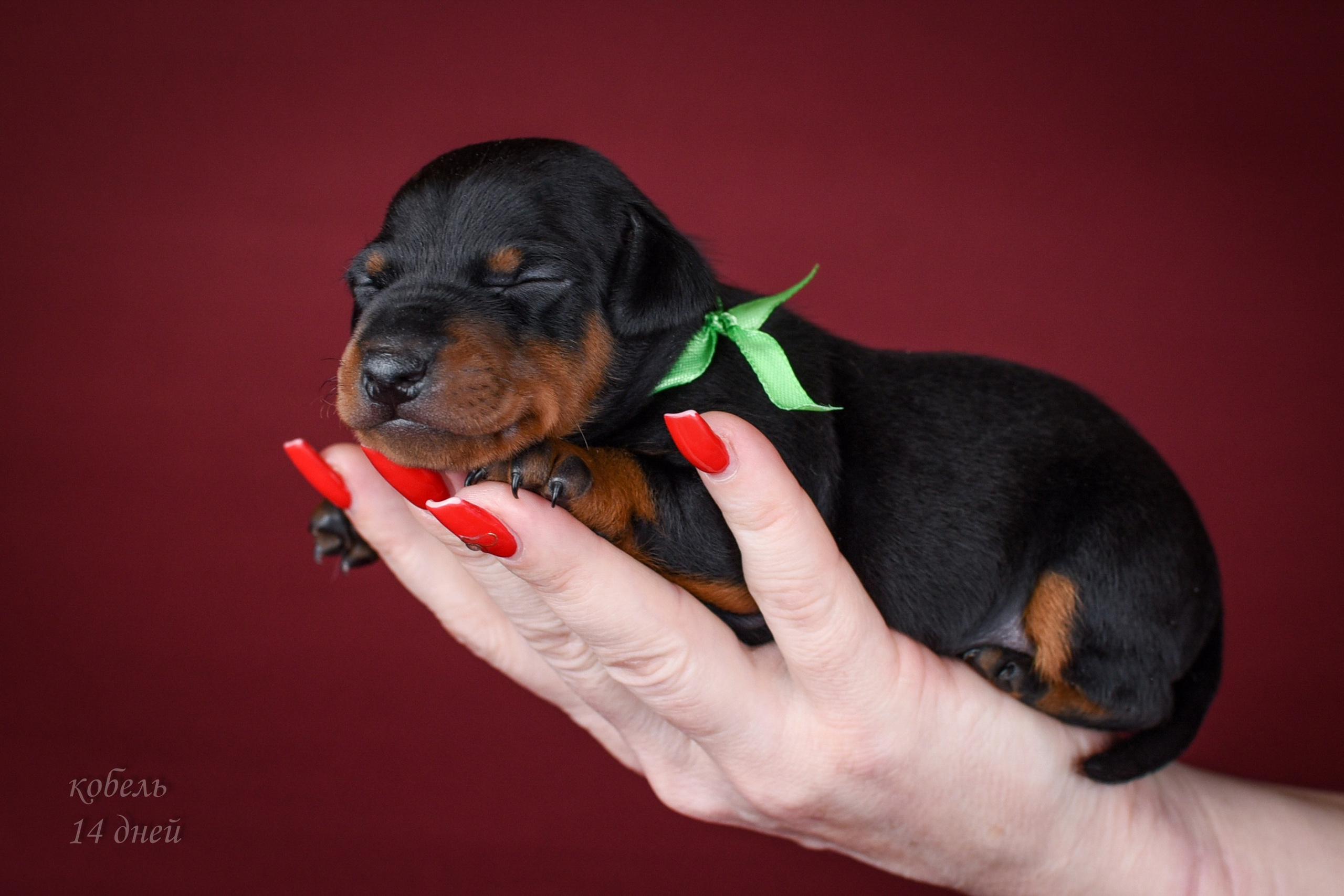 Съемка щенков. Фотограф анималист в Ростове I Гончарова Анна