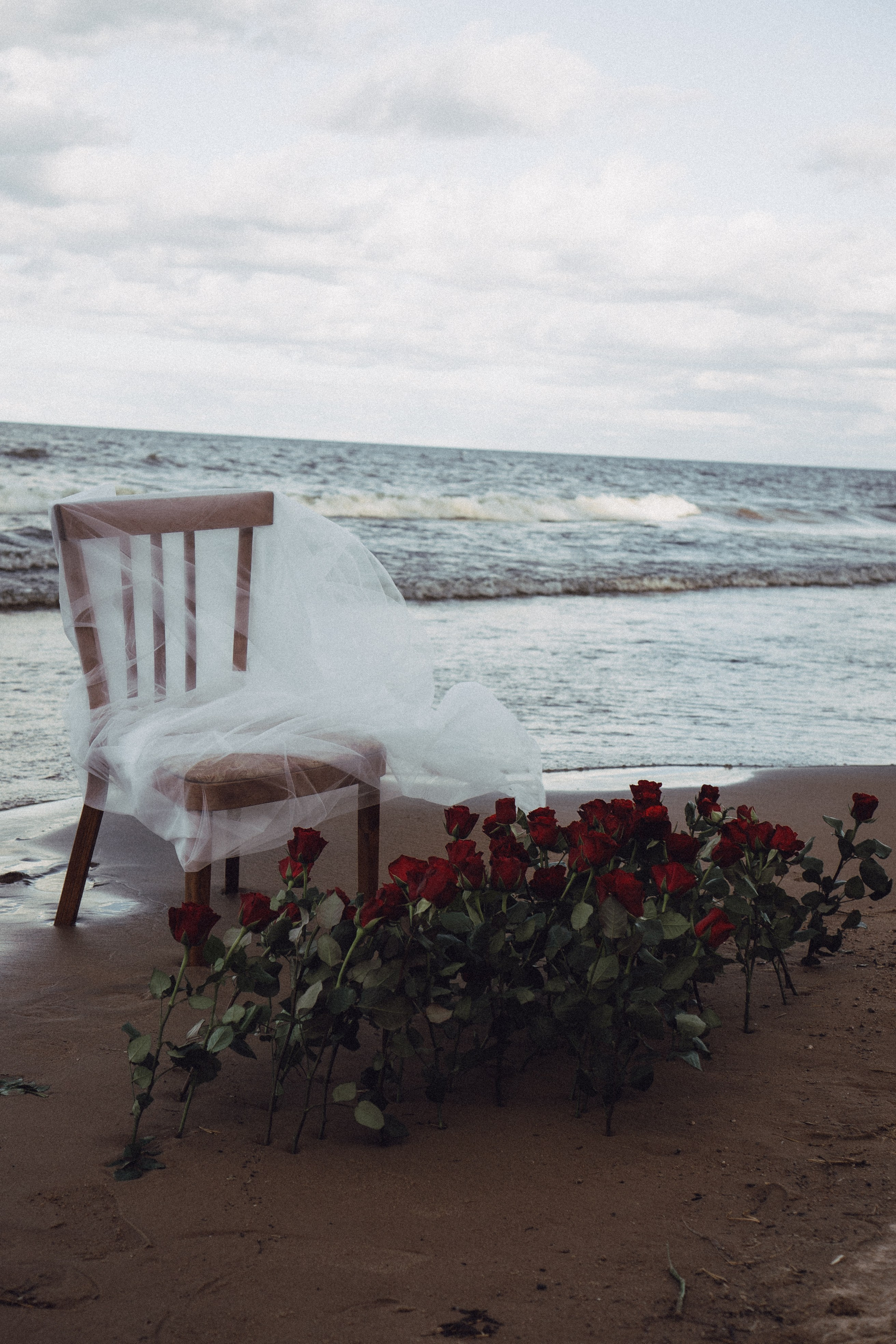 Розы. Профессиональный фотограф, Санкт-Петербург — Виктория Богомолова