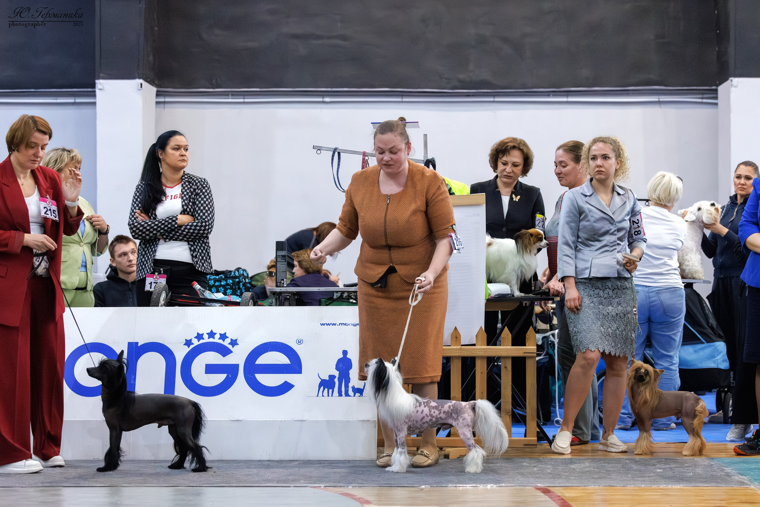 Ереван 2х CACIB 29-30.04.2025. Фотограф-анималист Юлия Германика