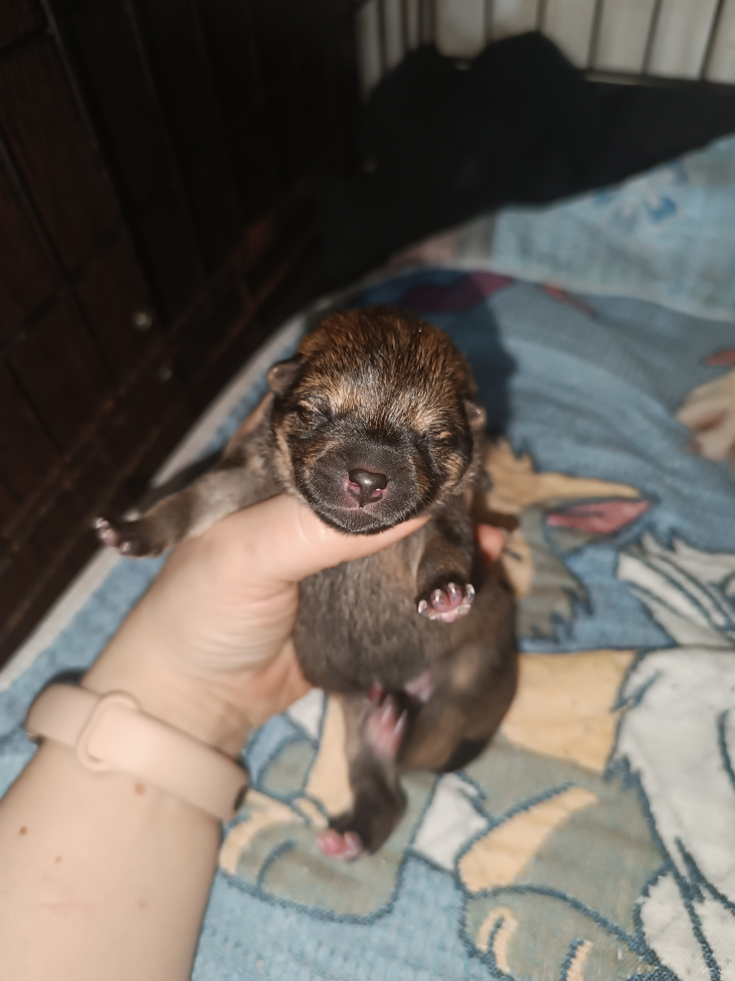 сиба питомник Рубилайт щенки на продажу rubylight  сиба щенки купить СПб Санкт-Петербург 