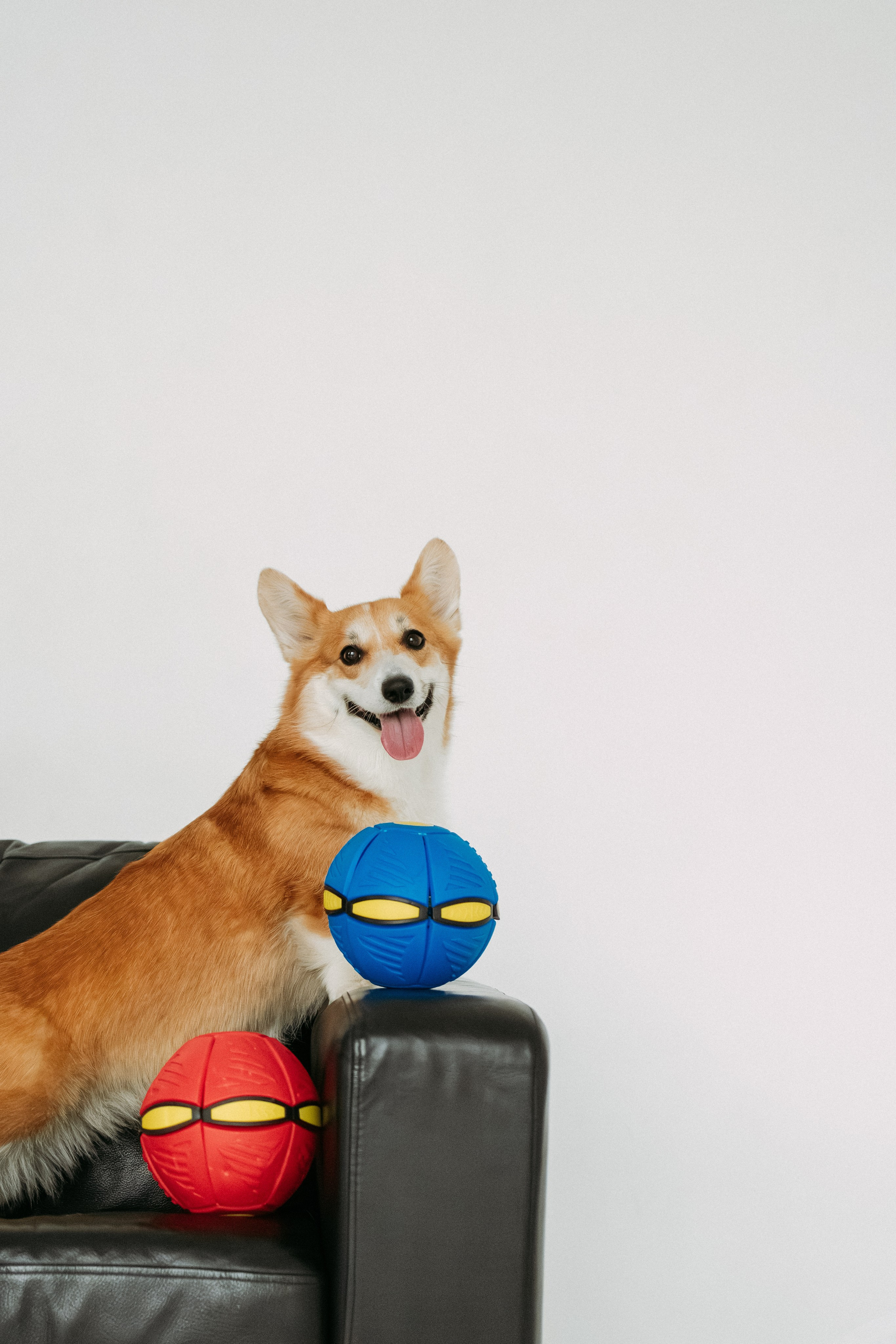 Мячи-попрыгуны. Фотораф — анималист Мария Шистка