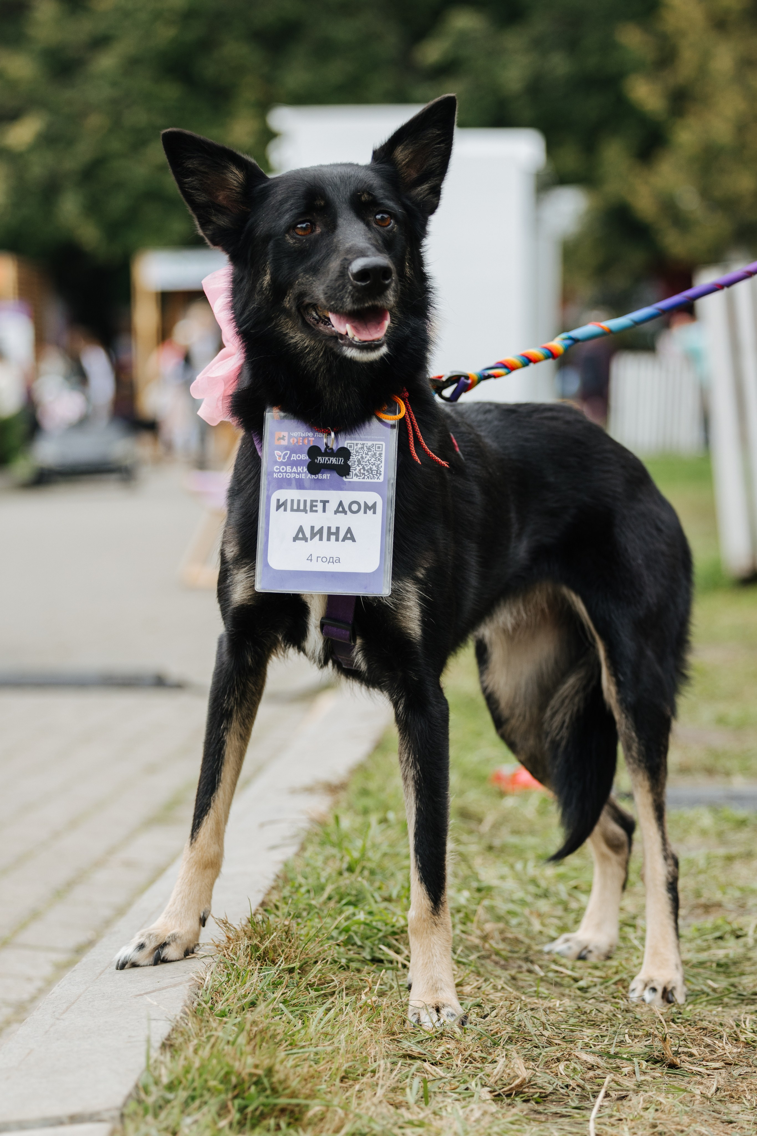 Хвостатый репортаж. Аксана Лисовская фотограф в Москве. Фотографии с характером