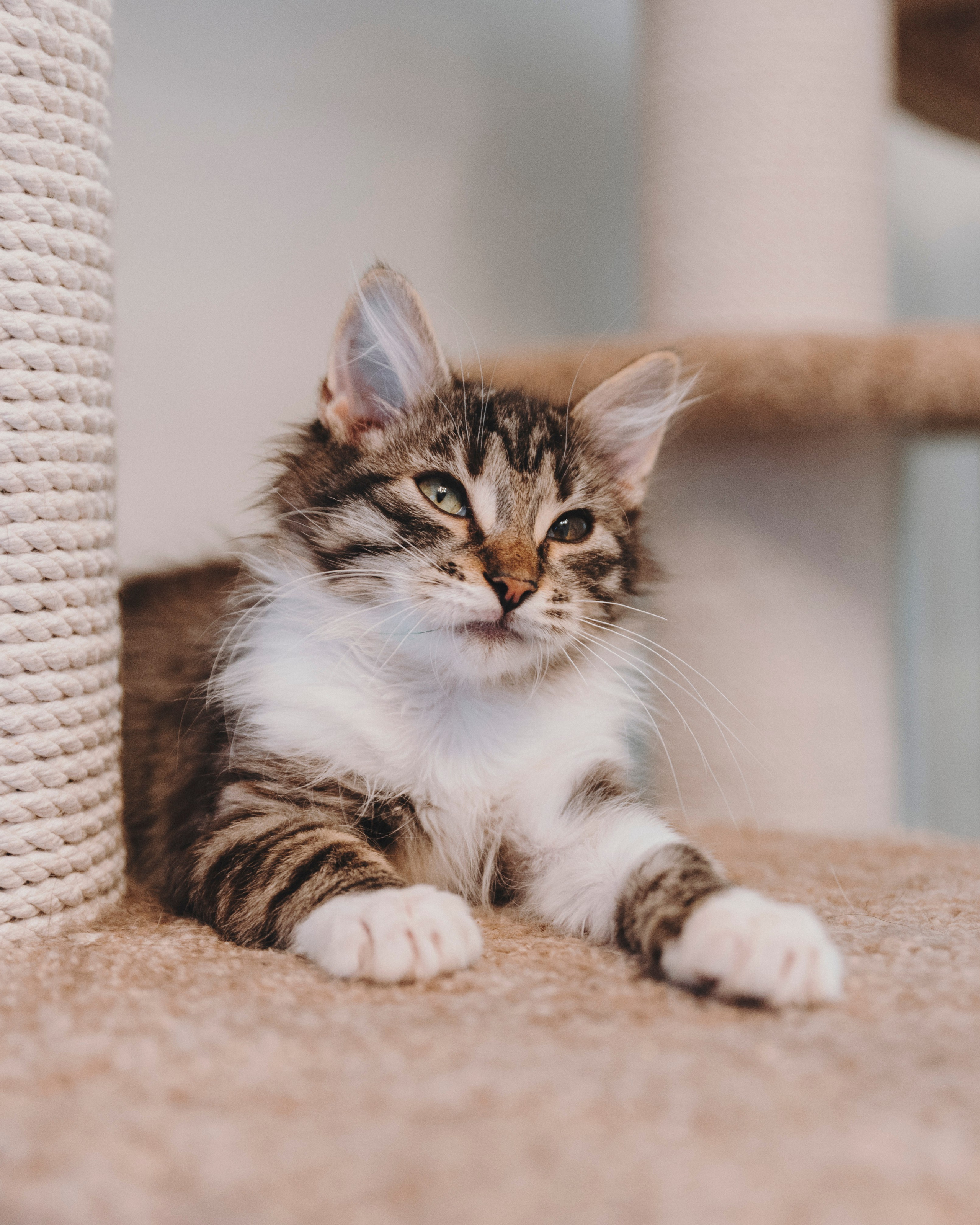 Животные. Фотограф Сочи-Краснодар