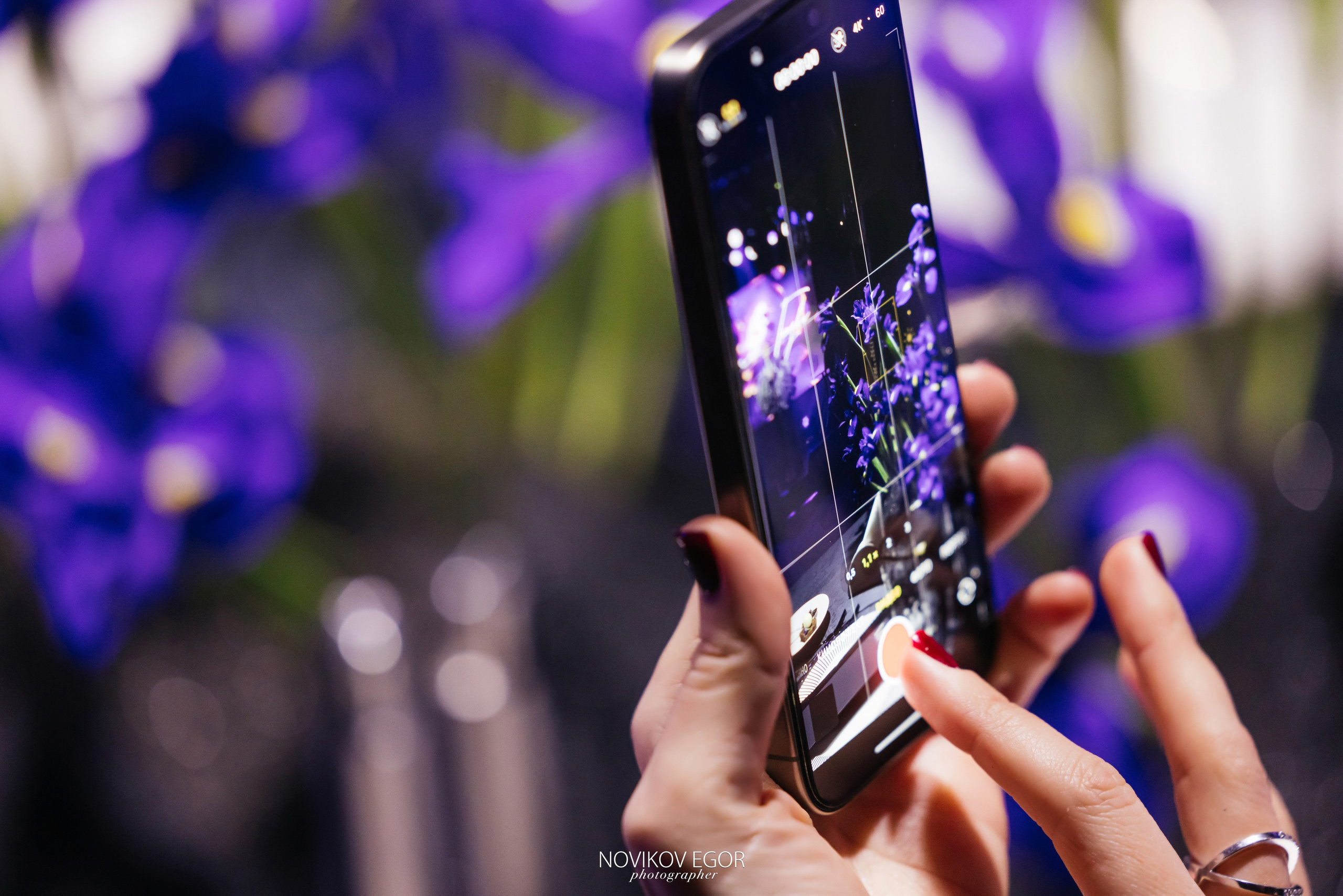 Анютины Глазки. Фотограф Ростов-на-Дону