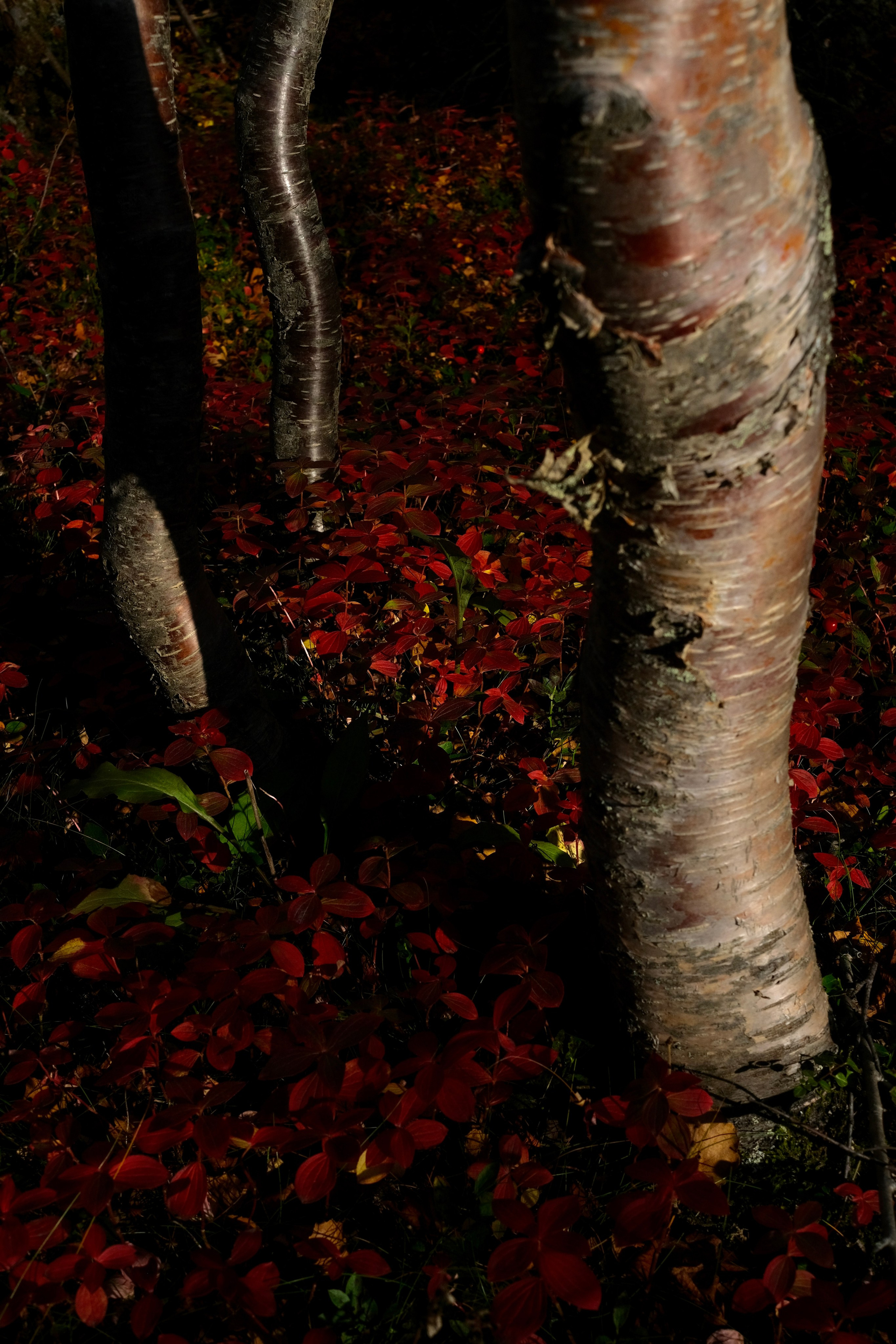 Мурманская область. Фотограф Евгений Андреев