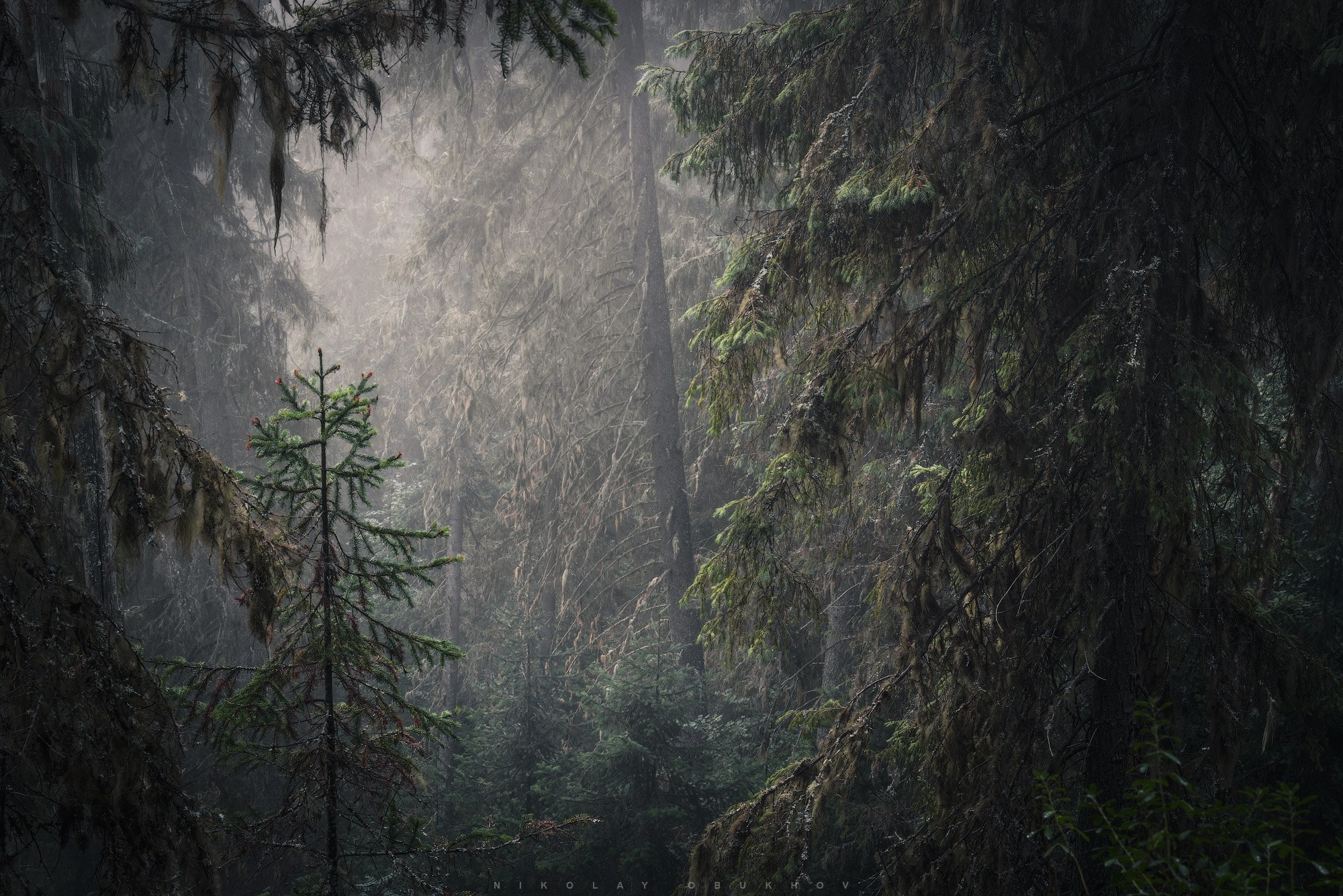 Фото туманного леса на Среднем Урале. Летняя уральская тайга
