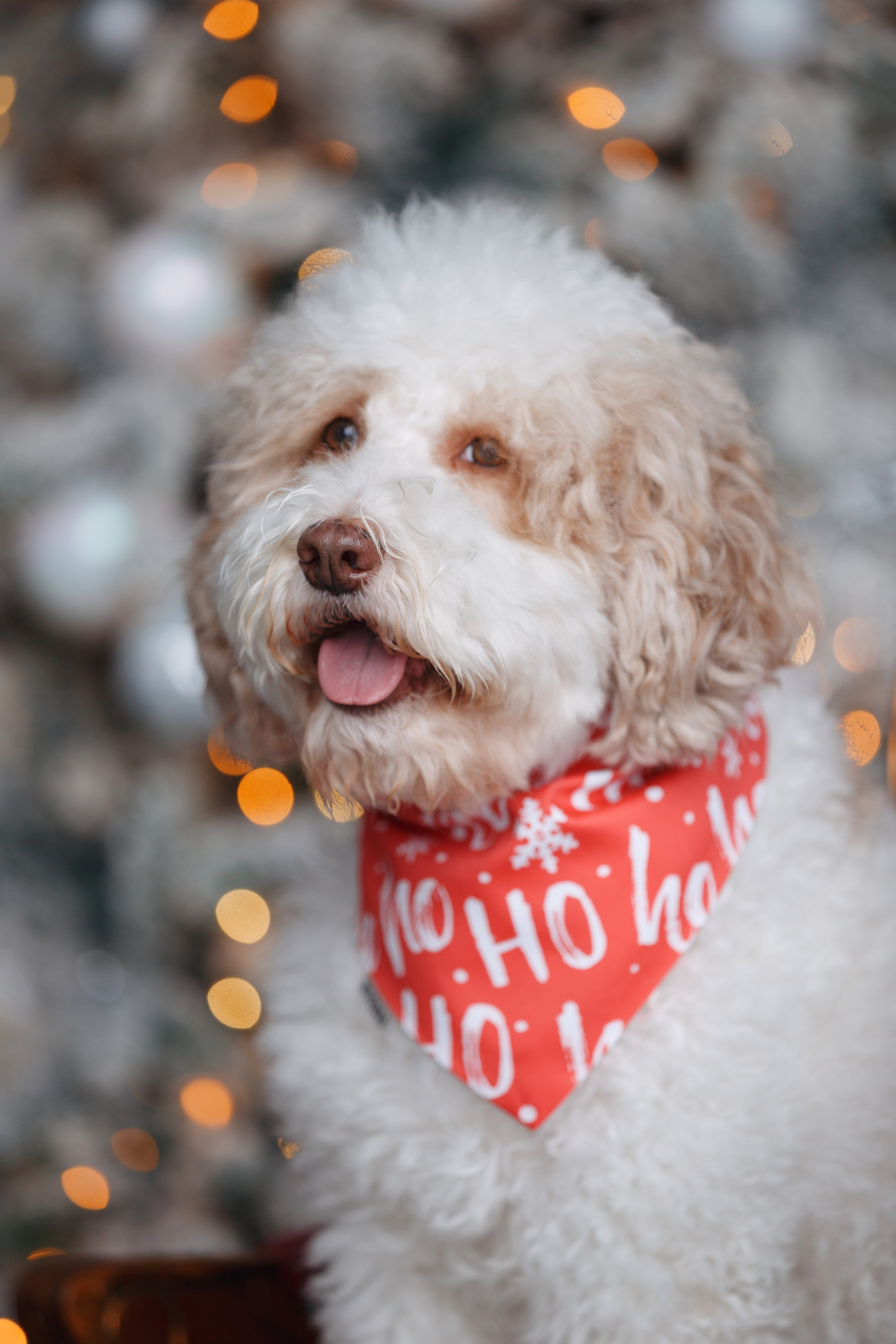 Bmbh лежанки и адресники. Фотограф анималист Кристина Карпова, Москва