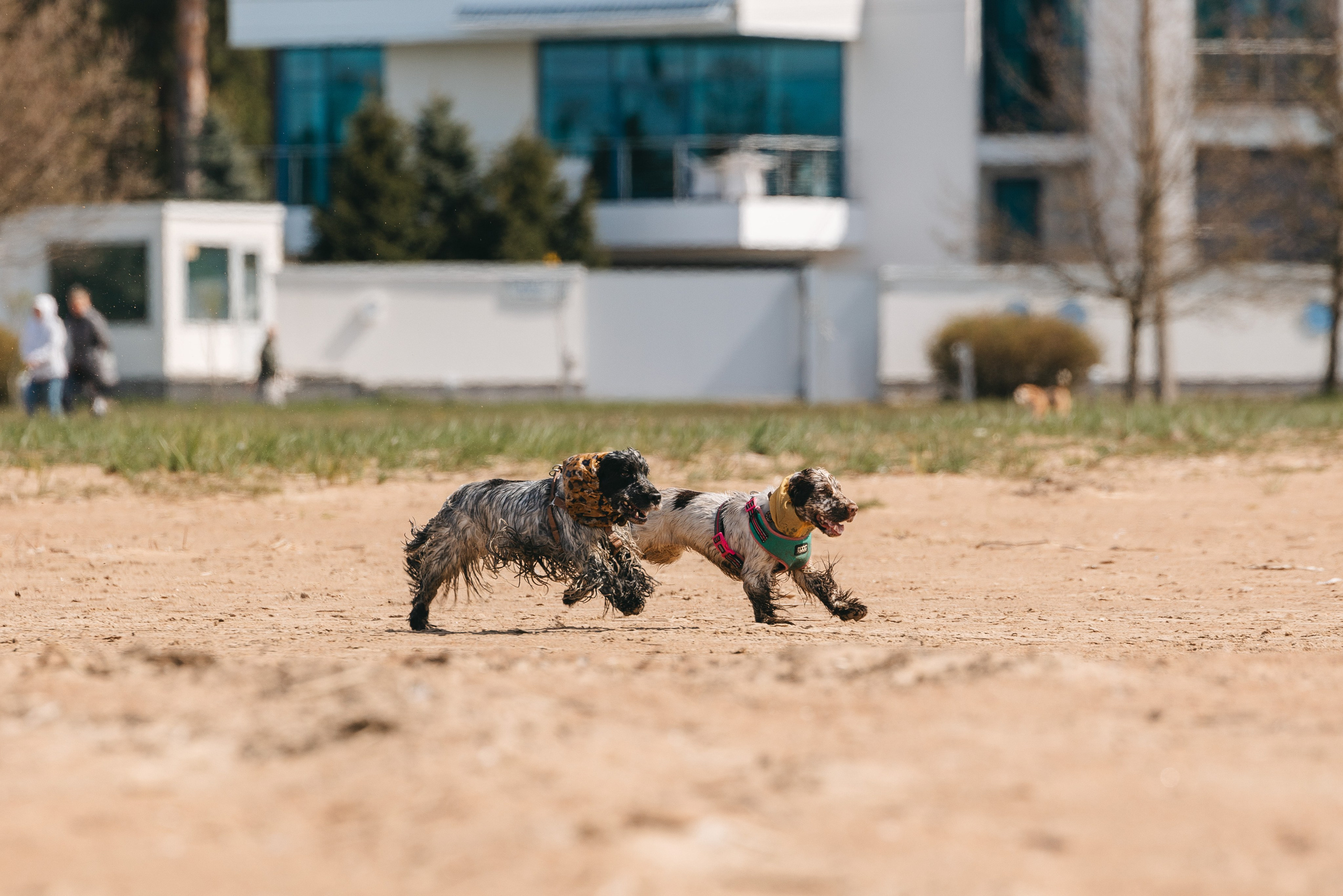 Спанимания. Фотограф анималист Осипчикова Мария