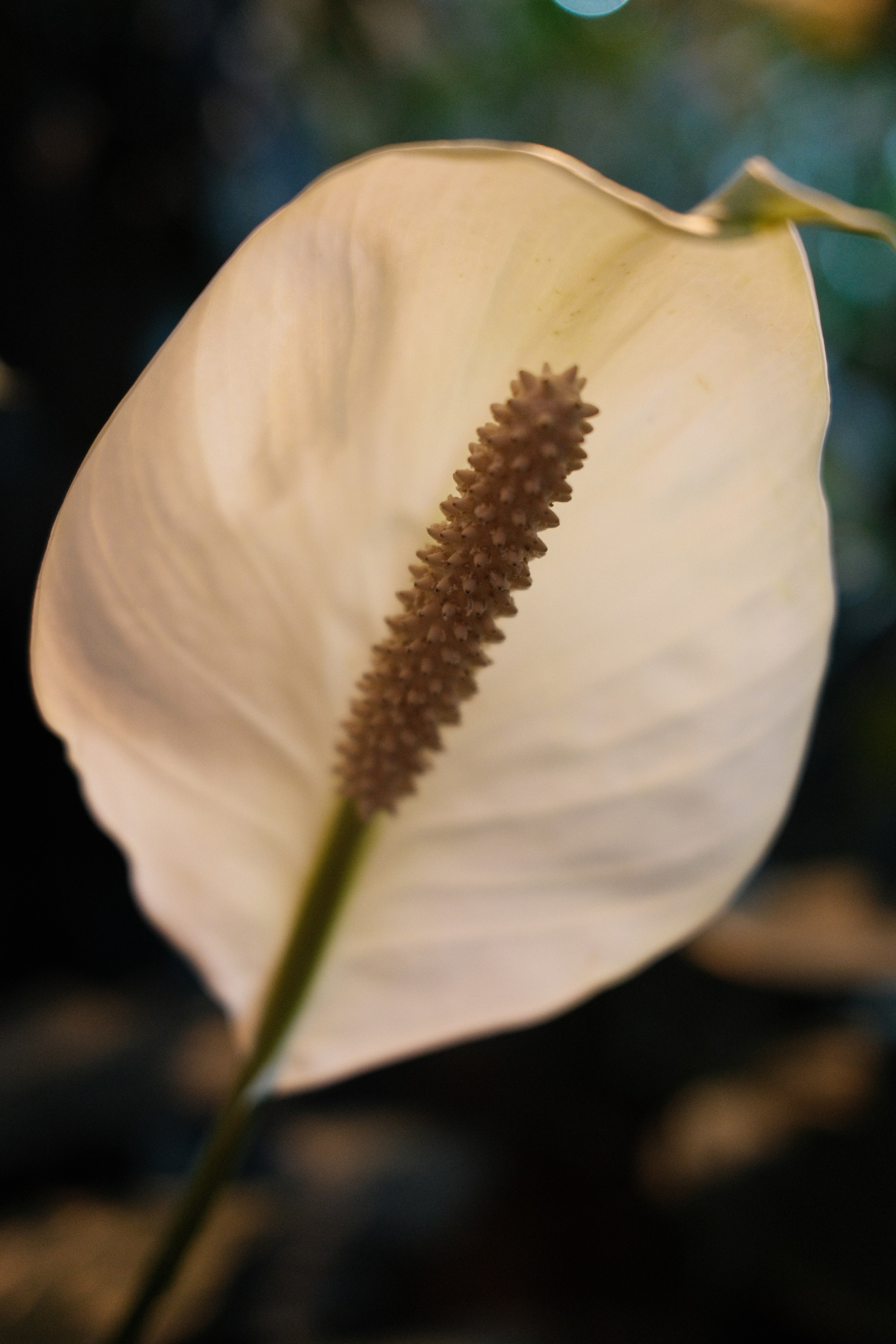 Аптекарский огород. Профессиональный фотограф в Москве Захар Ишутин