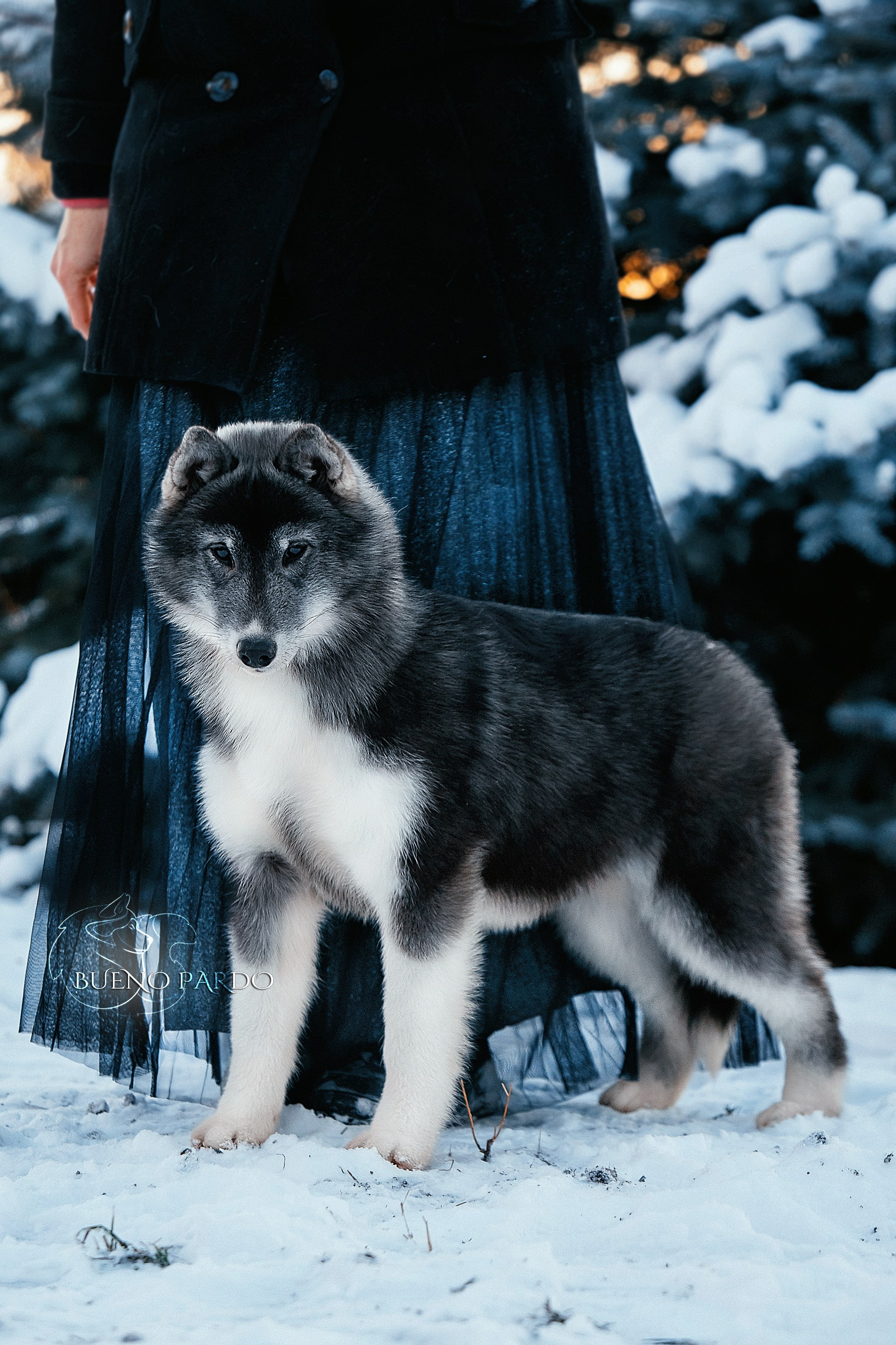 Щенки сибирского хаски из питомника. Питомник собак Акита, Хаски, Корги