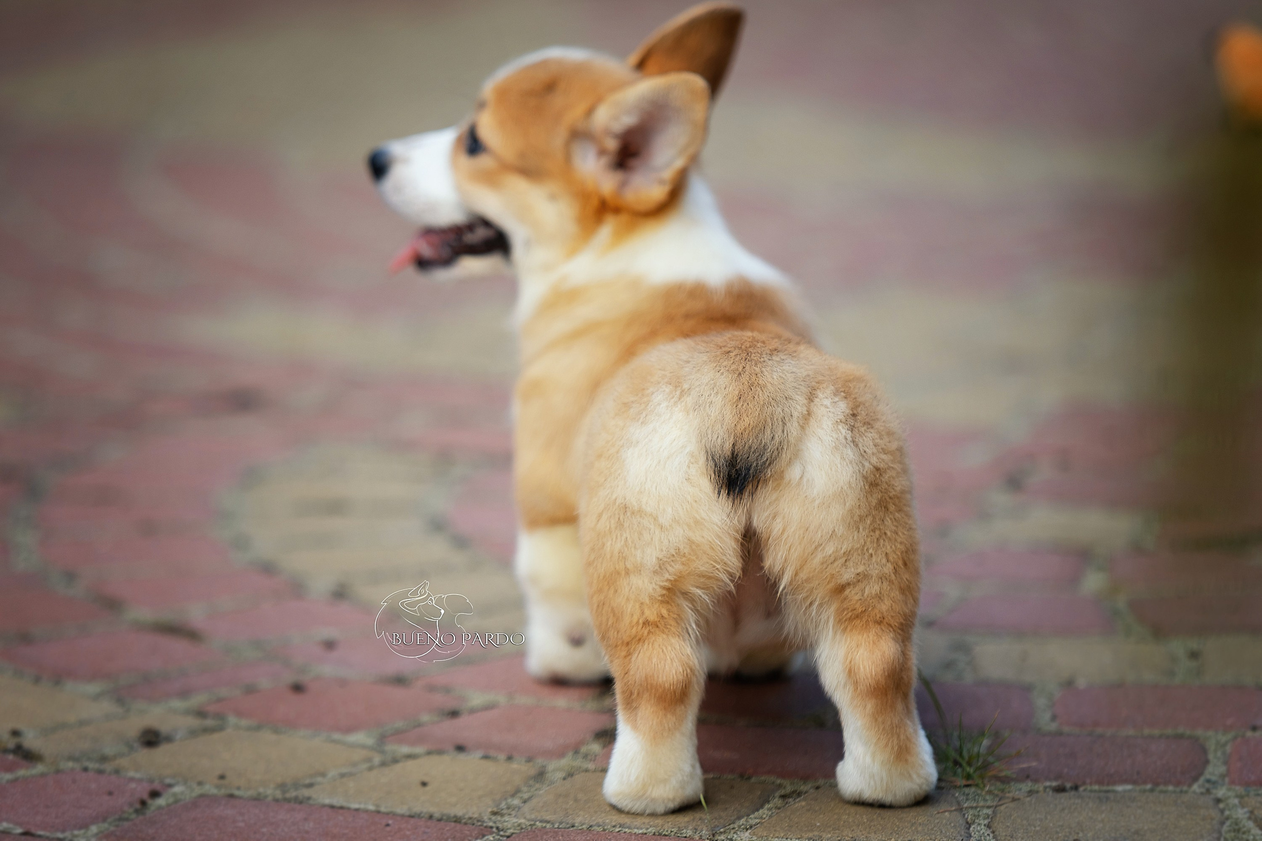 Щенки вельш корги пемброк из питомника. Питомник собак Акита, Хаски, Корги