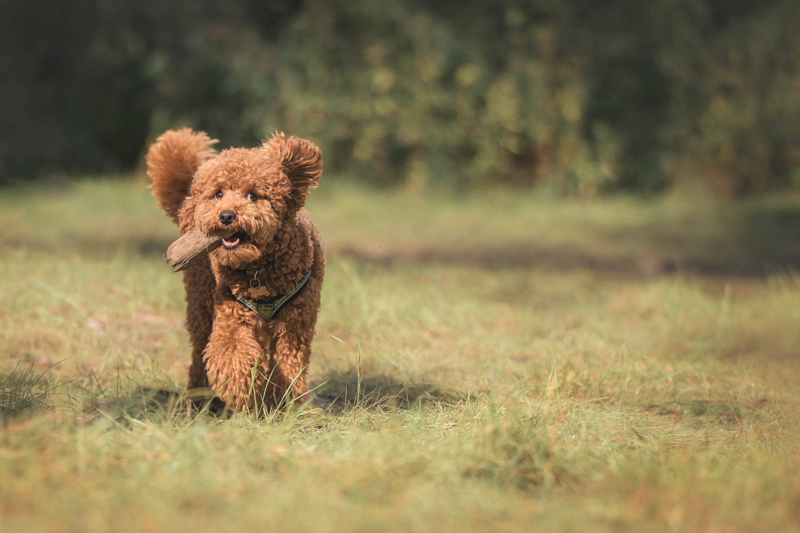 Пудель. Фотограф Анималист в Москве Анастасия Жучкова