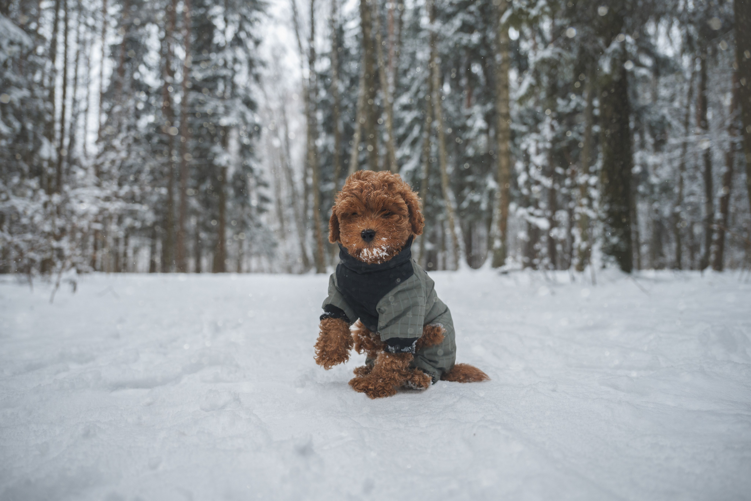 Щенок пуделя. Фотограф Анималист в Москве Анастасия Жучкова