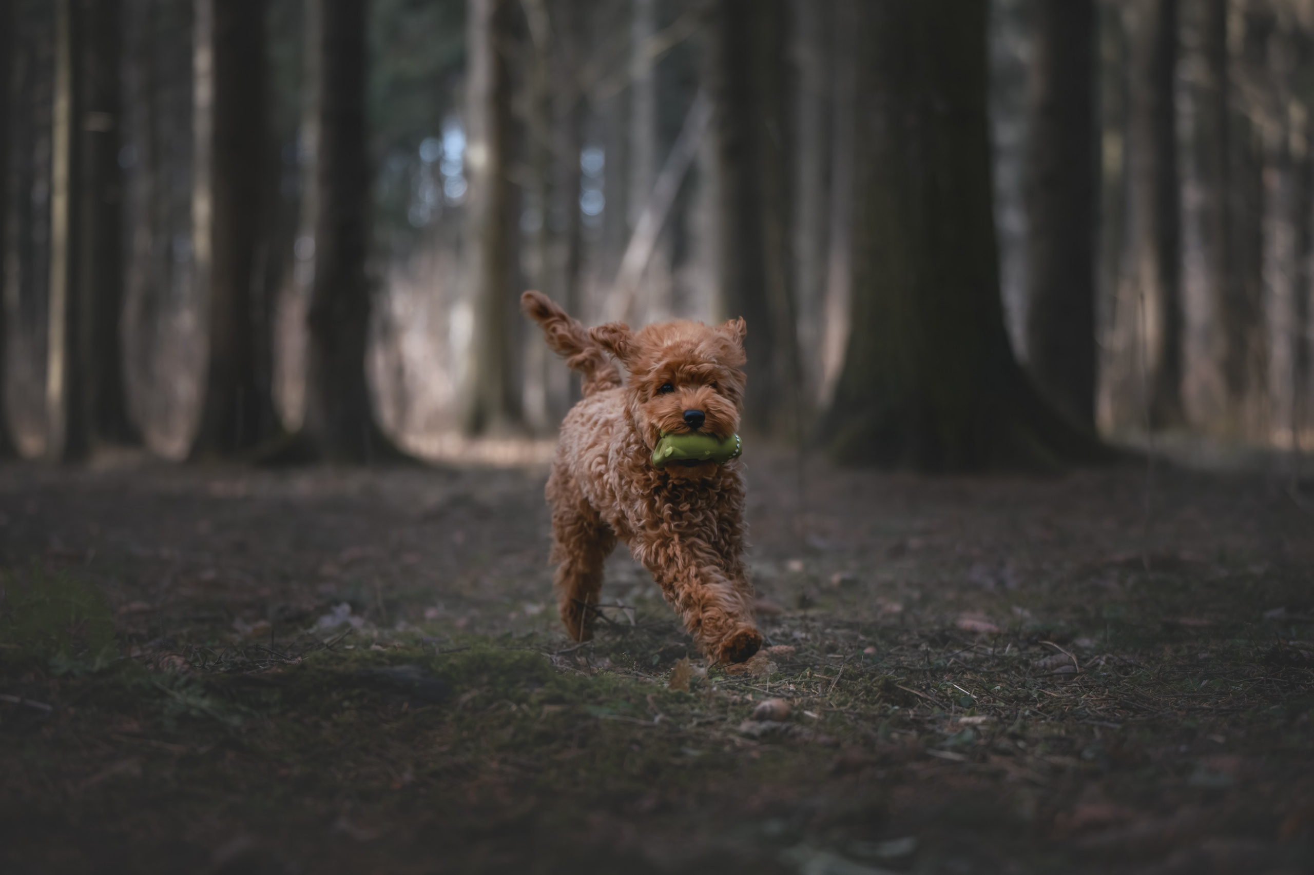 Пудель в лесу. Фотограф Анималист в Москве Анастасия Жучкова