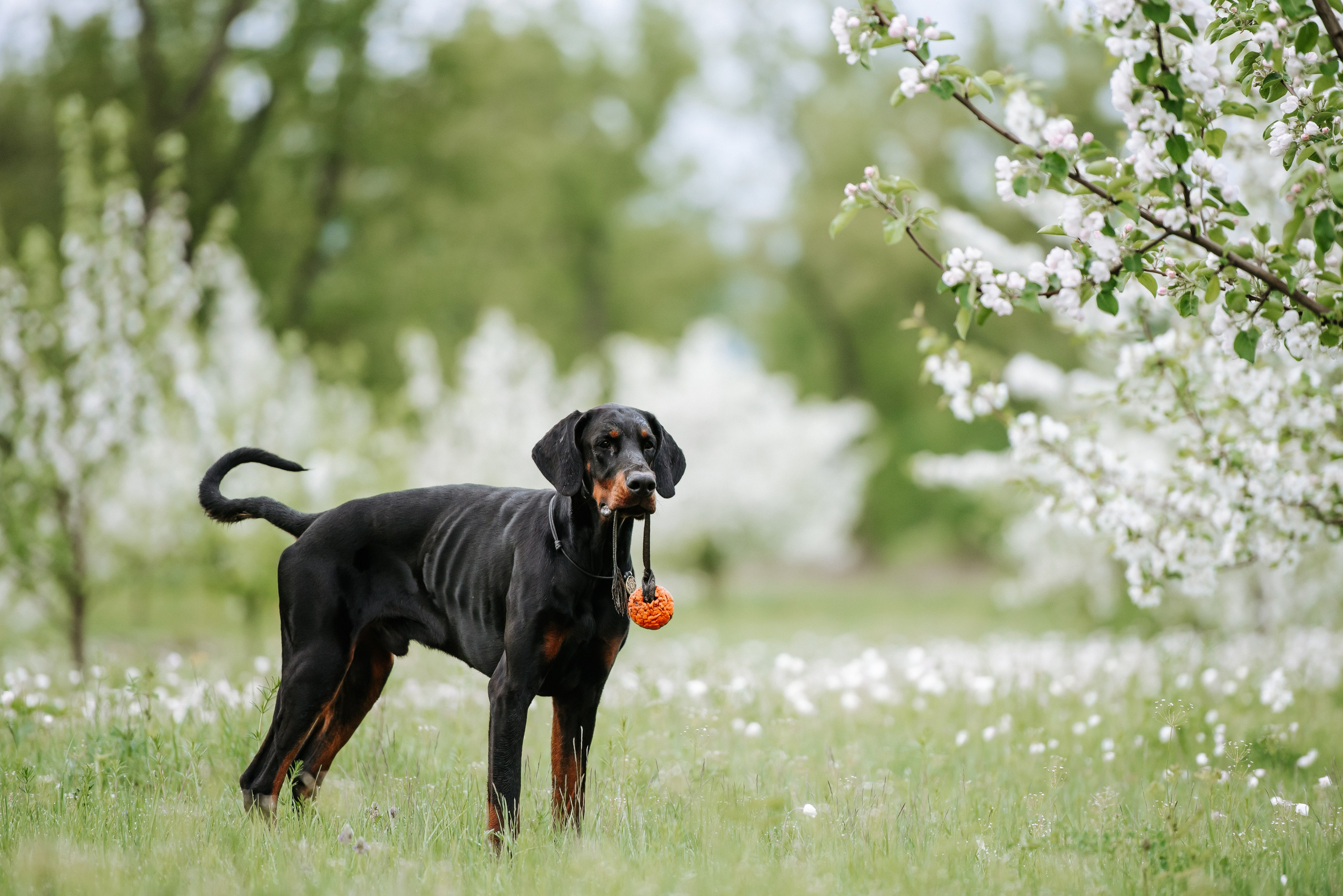 Цветение с доберманами. Фотограф Диана Оленина Красноярск / Братск