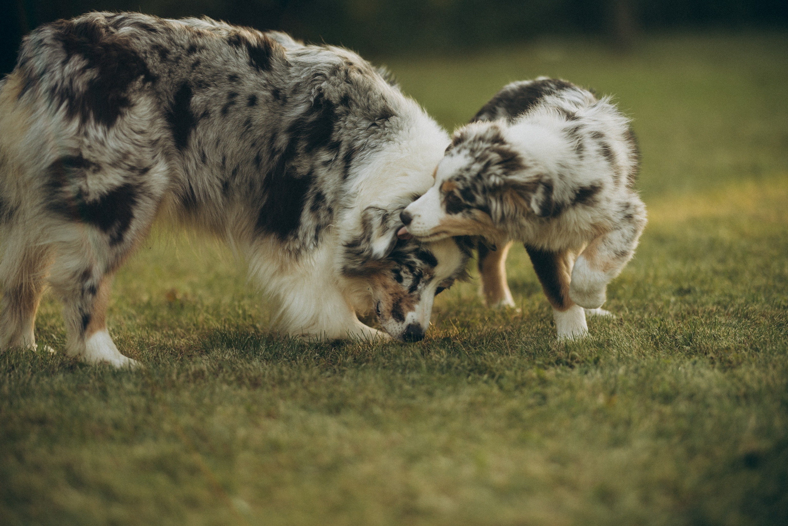 Катя и ее стая. Татьяна Афонина | Фотограф