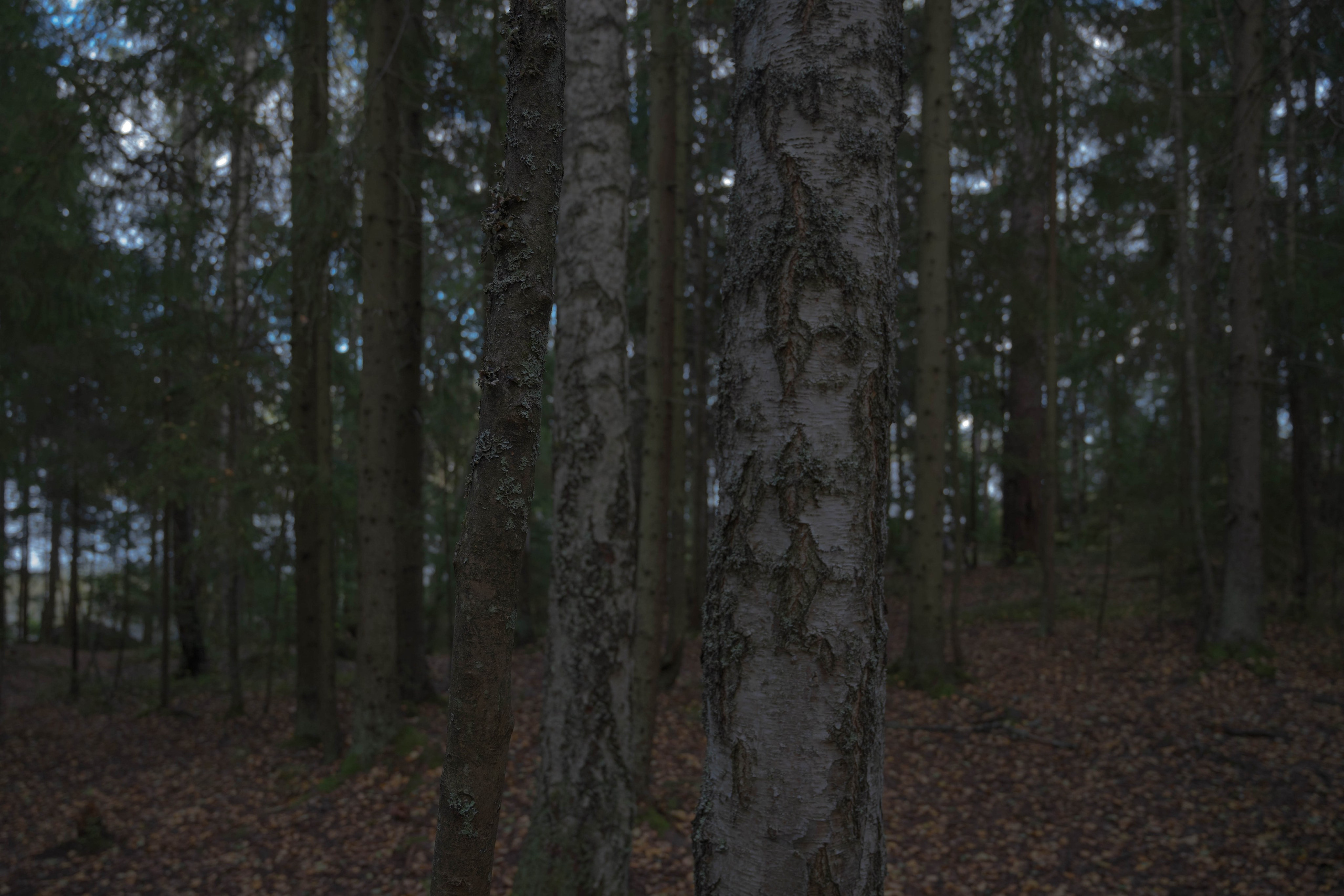 Monrepos. Shyjungle's Portfolio