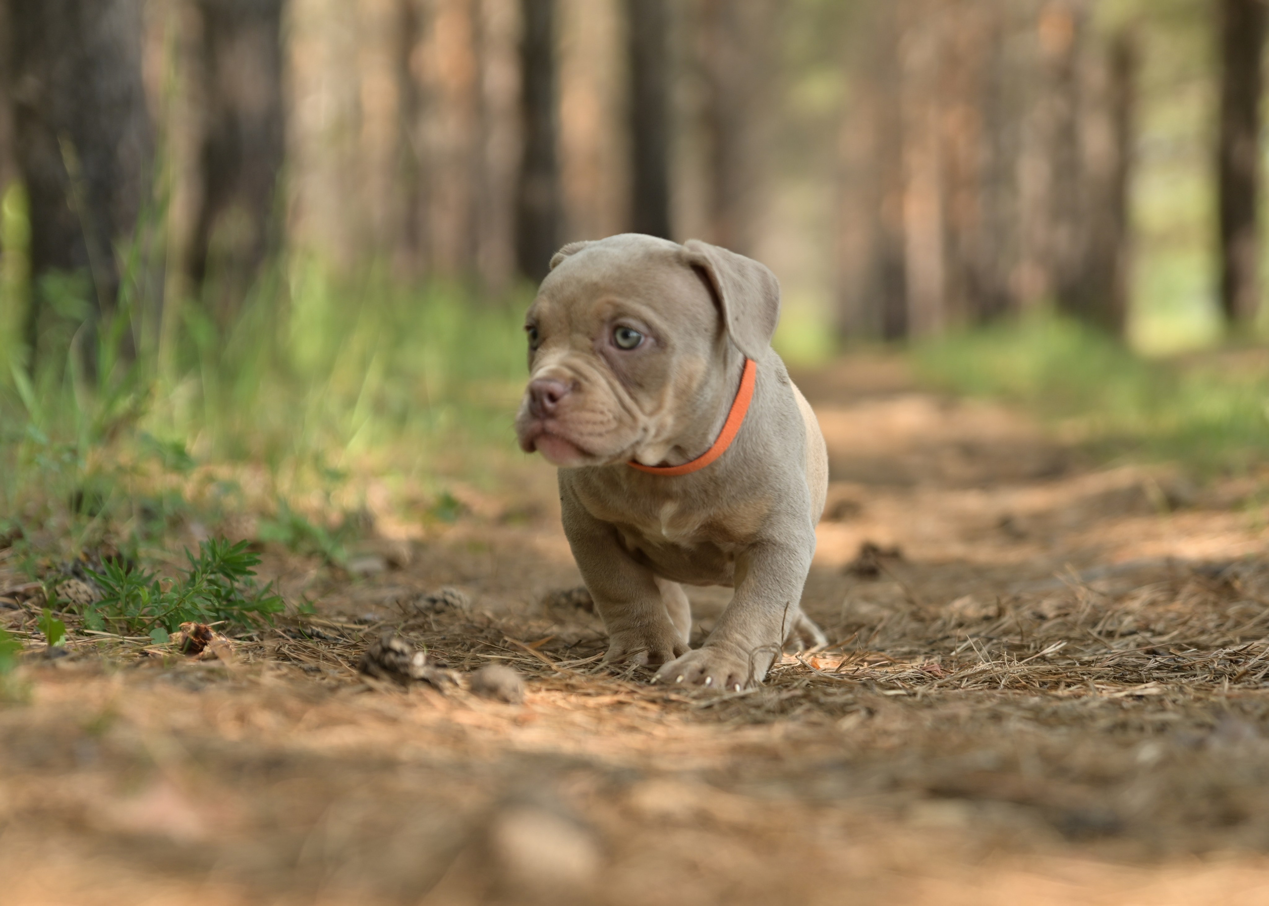 Свободные щенки Американский Булли в Иркутске. Питомник собак Иркутск