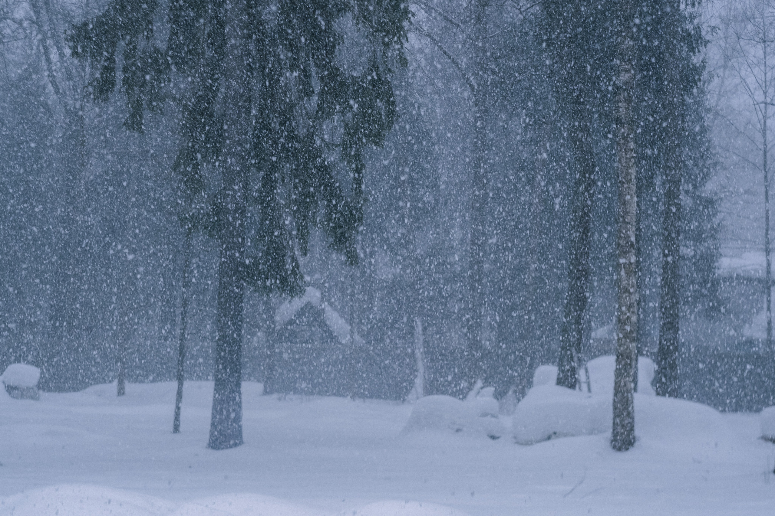 Семён и Алина. Мария Сигина-Лавданская