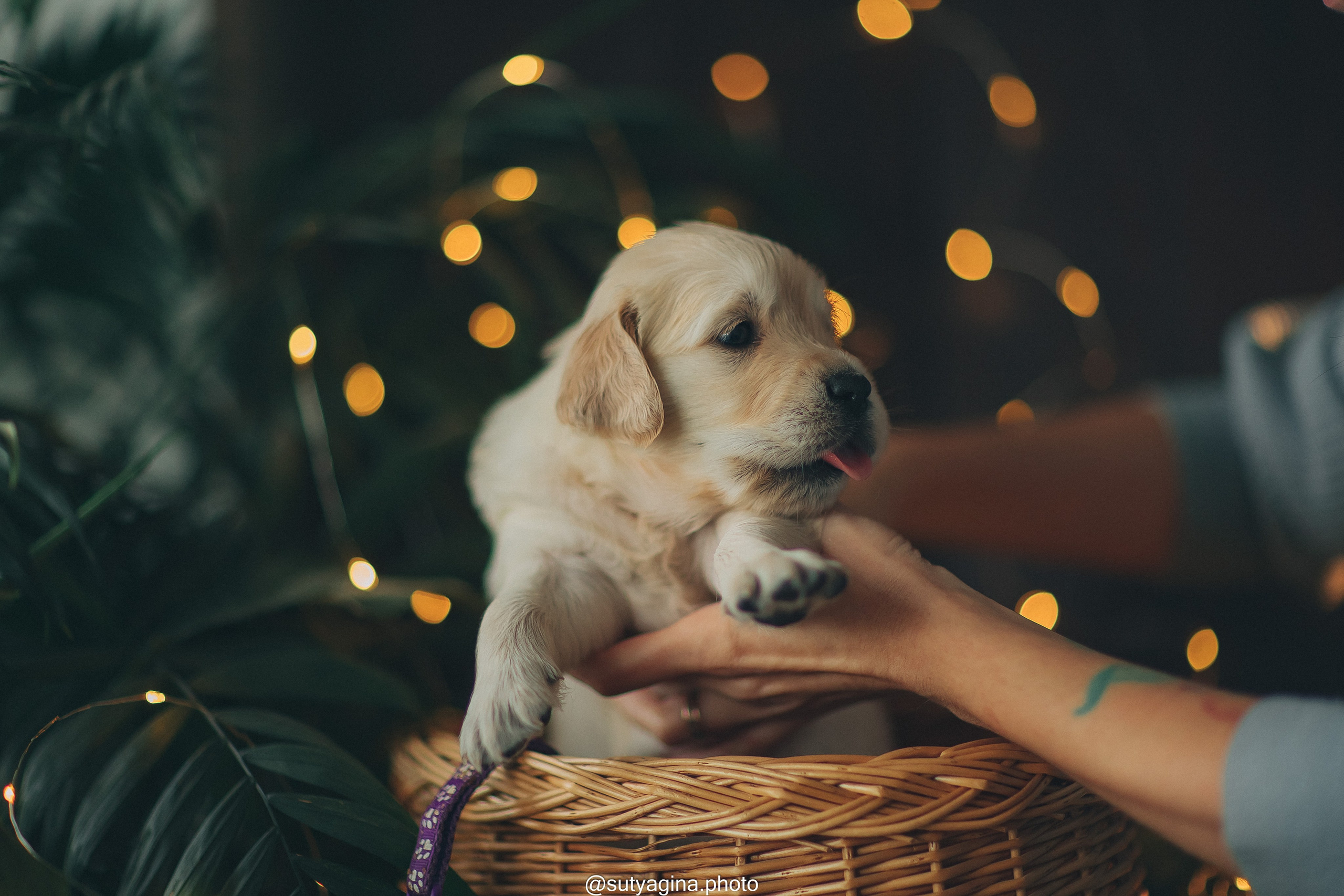 Фиолетовая лента. Свадебный и женский фотограф
