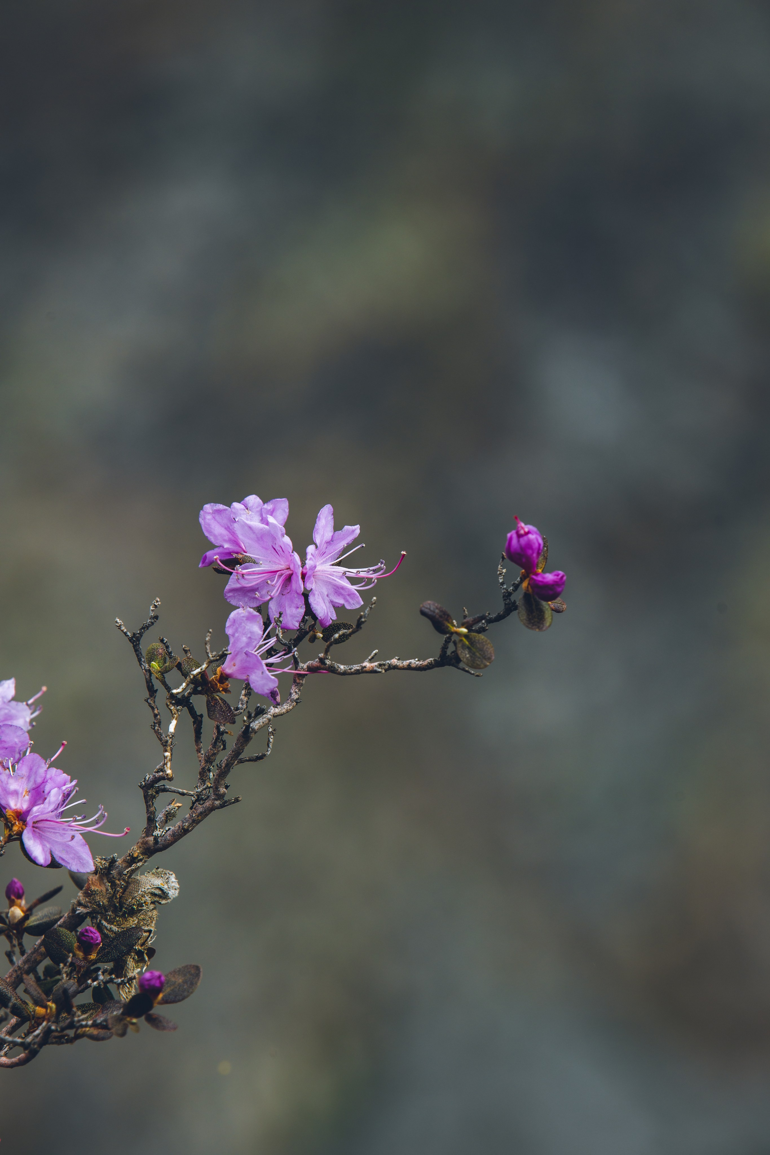 Алтай (май 2024). Фотограф ваших событий в Красноярске — Макс Захарченко