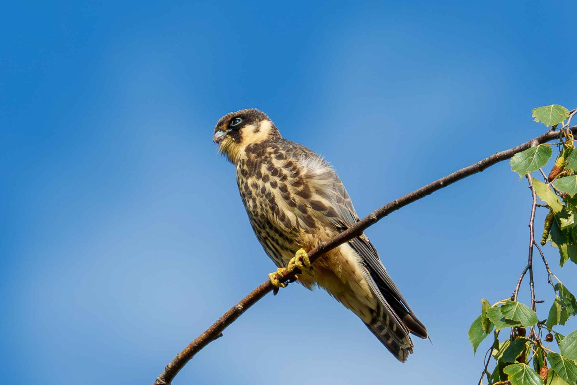 Удивительные мир птиц. Вокруг нас столько прекрасного — присмотритесь!. Ваш личный фотограф Марина Волкова