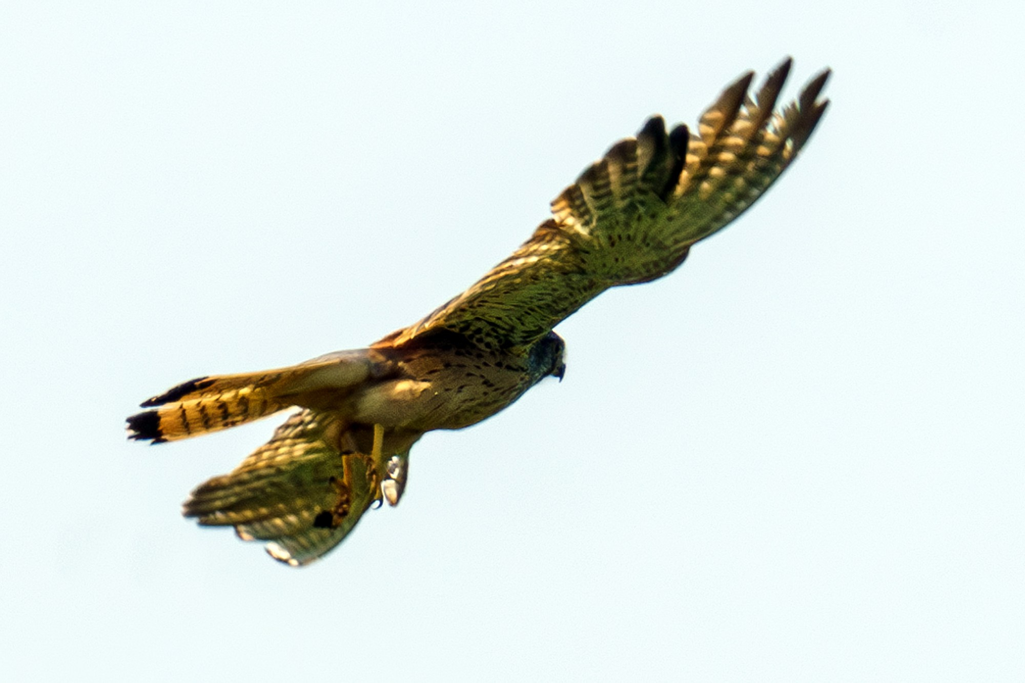 Удивительные мир птиц. Вокруг нас столько прекрасного — присмотритесь!. Ваш личный фотограф Марина Волкова