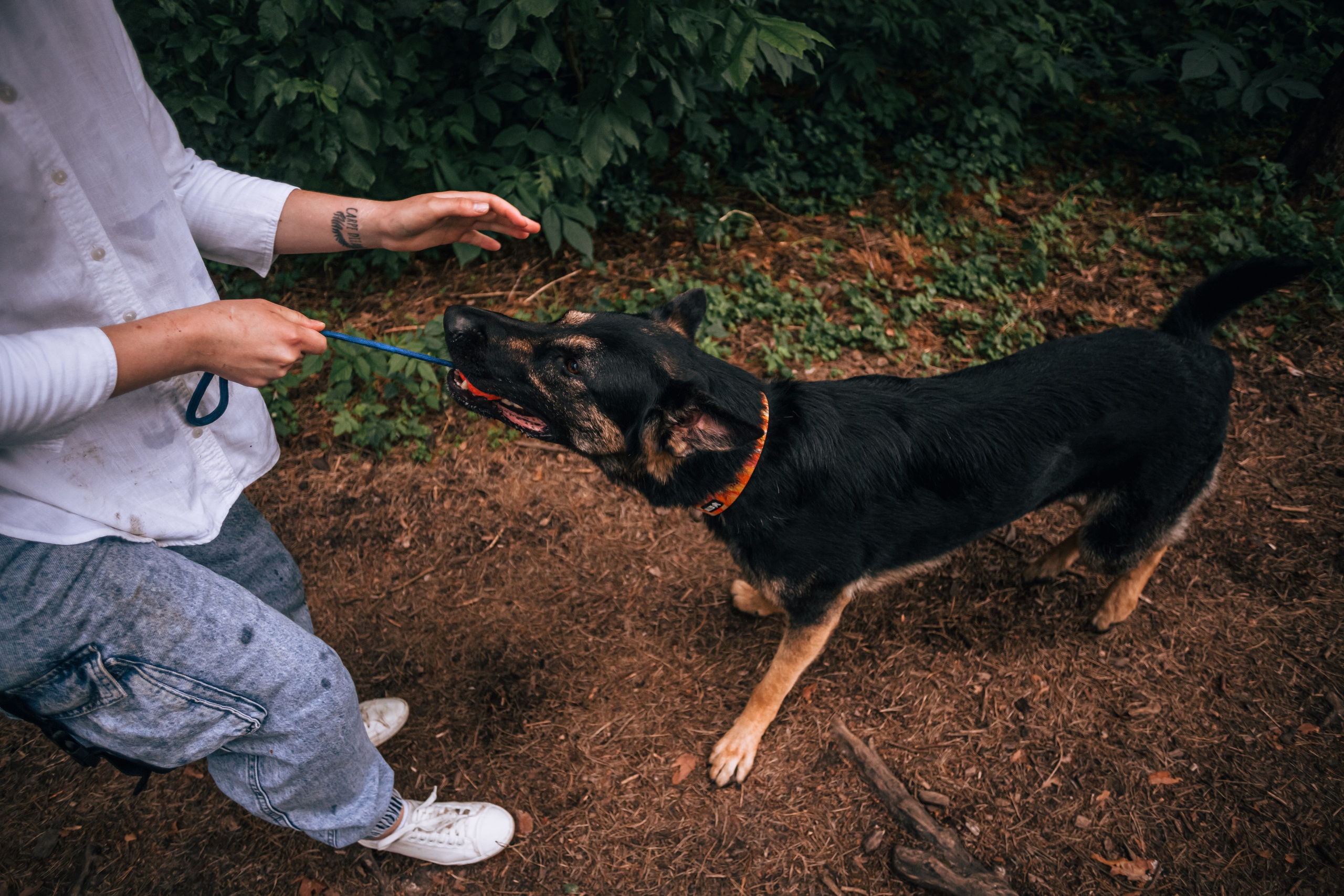 Лесная летняя фотопрогулка. Фотограф-анималист Татьяна Степанова