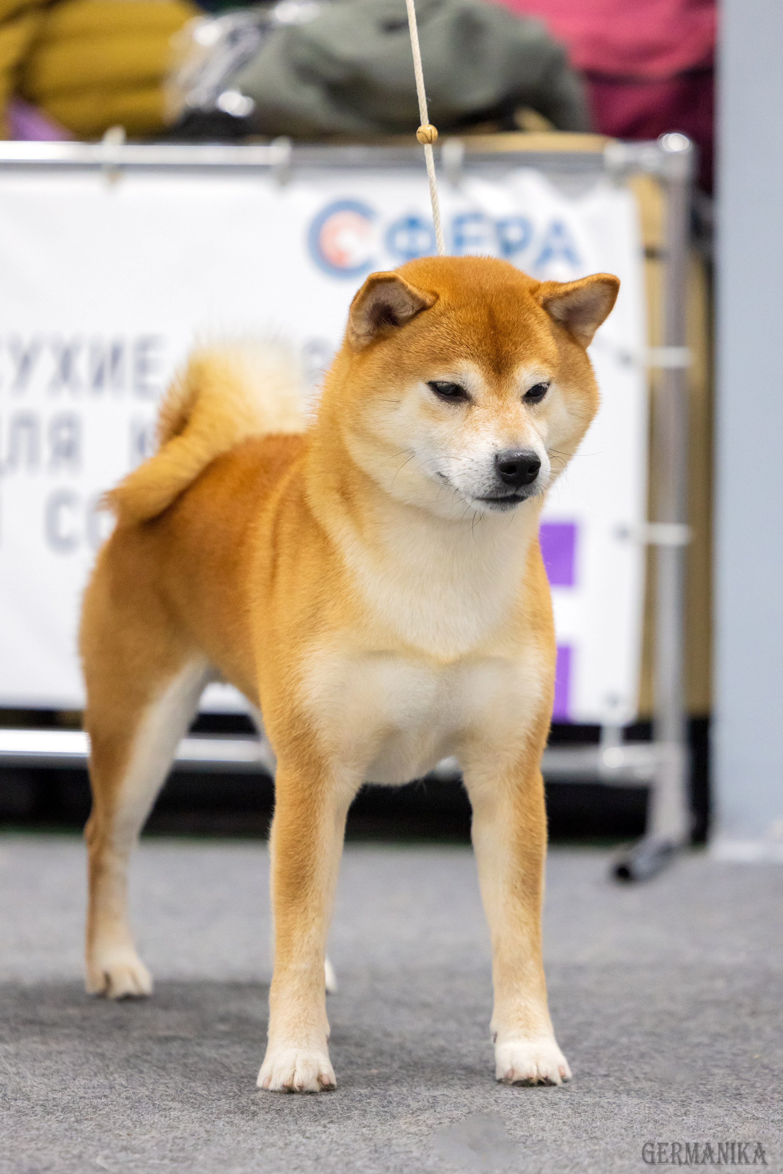 Крокус 10.02,Сфера 11.02.2024. Фотограф-анималист Юлия Германика