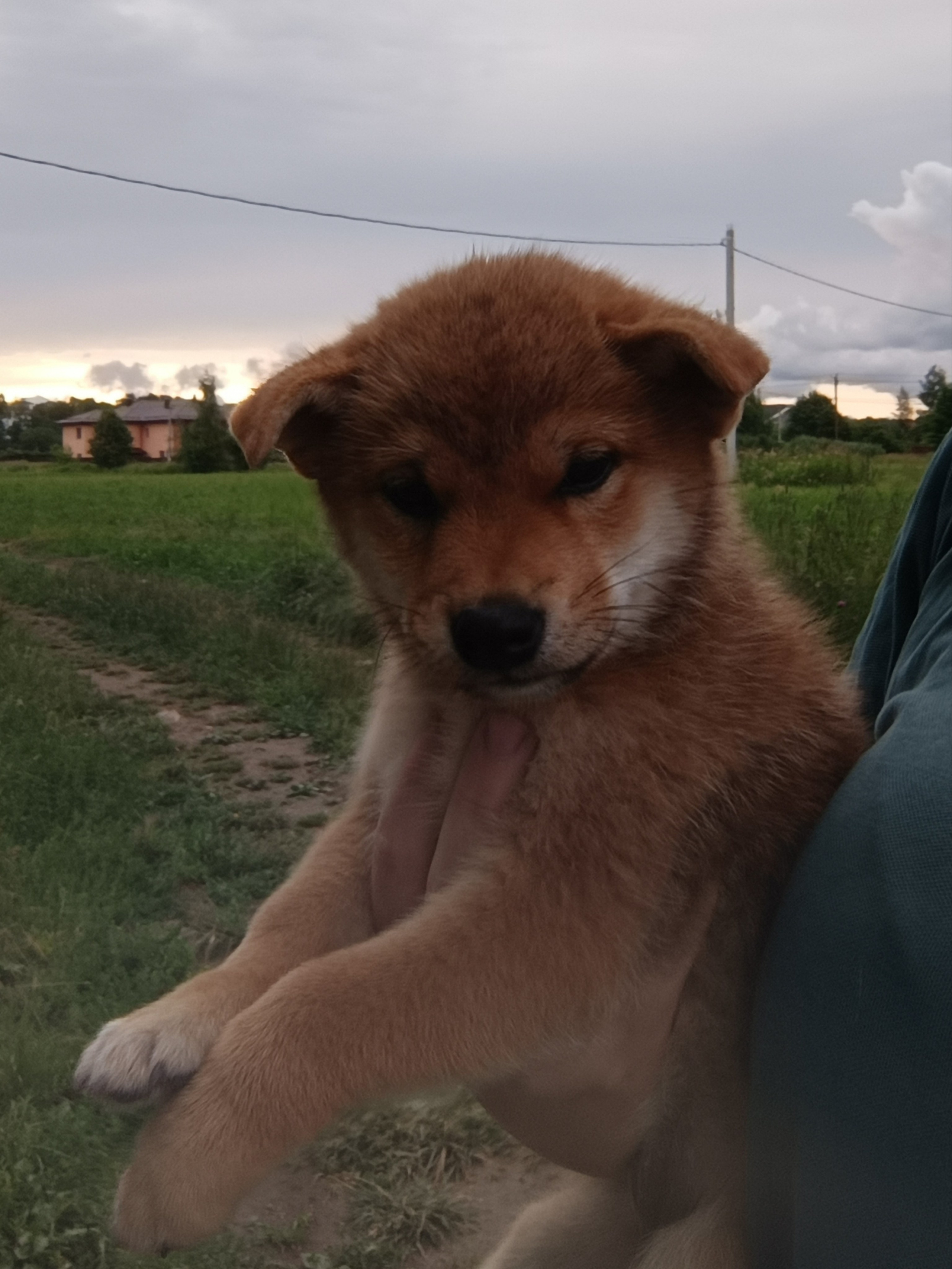 сиба питомник Рубилайт щенки на продажу rubylight  сиба щенки купить СПб Санкт-Петербург 