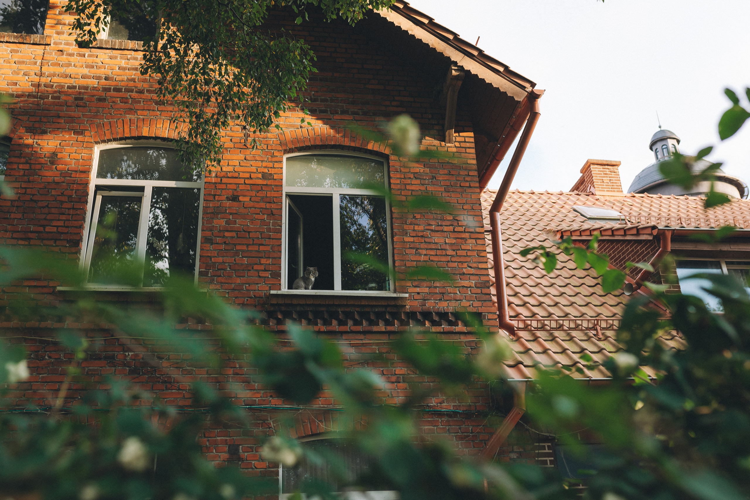 Коты Зеленоградска. Фотограф Зеленоградск Красильникова Елена