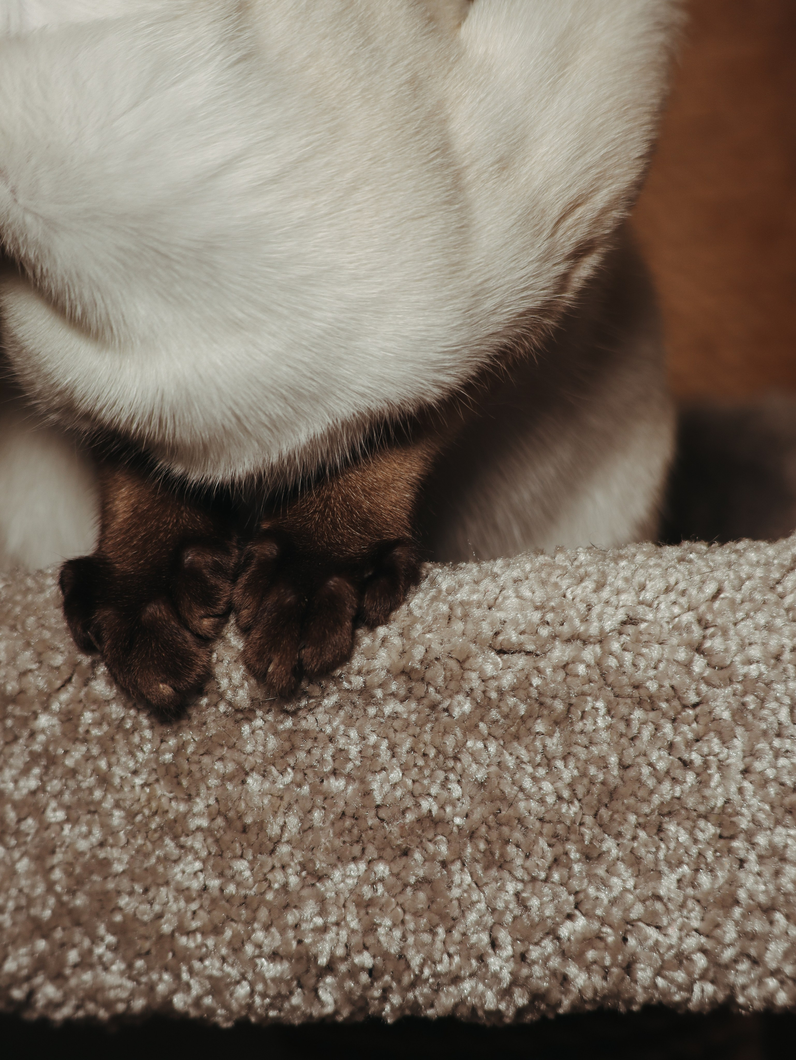Питомцы. Кинематографичный фотограф, видеограф Лина Плешакова, Санкт-Петербург