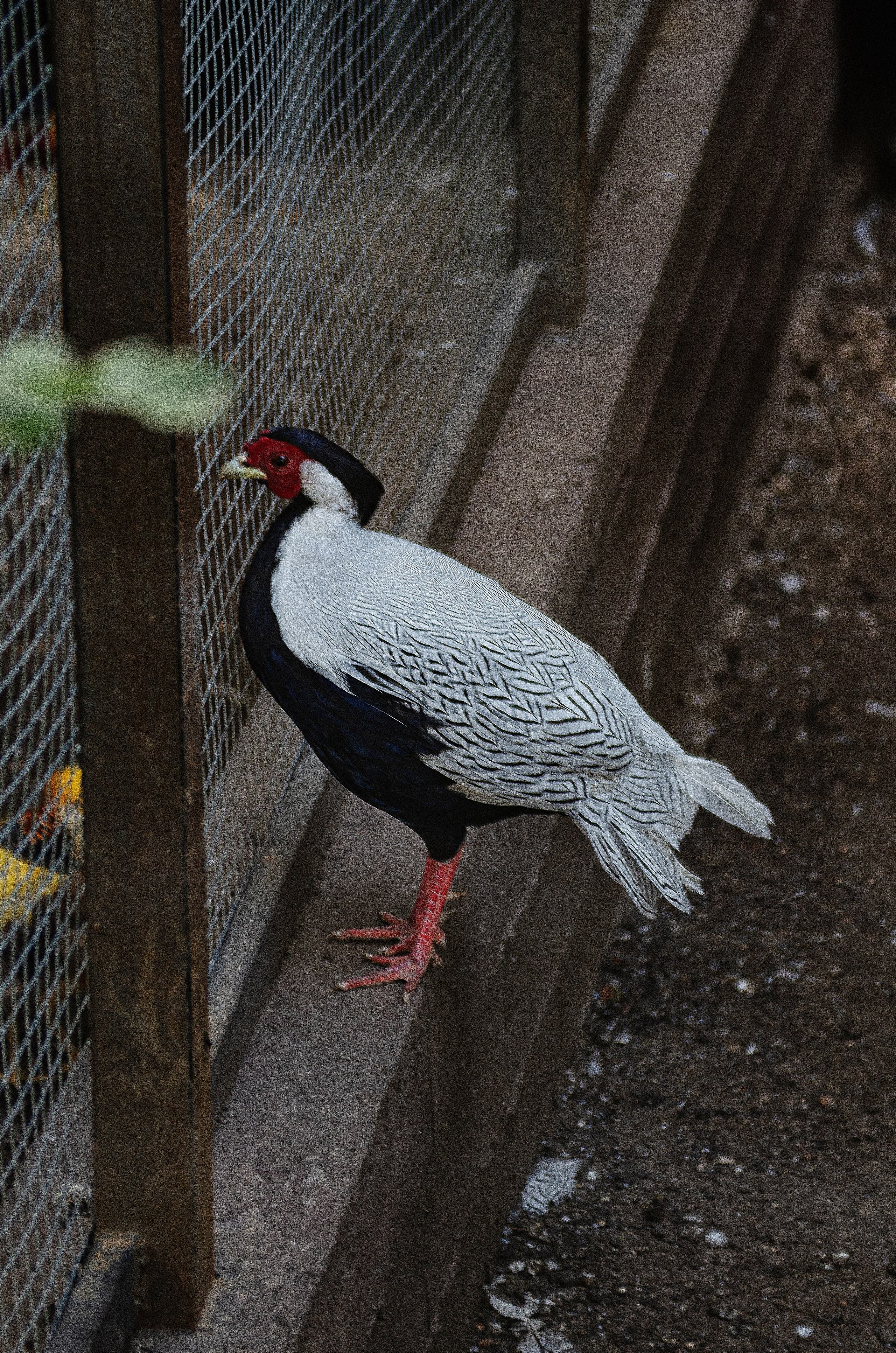 Птицы.Животные. Sreda fotoArt