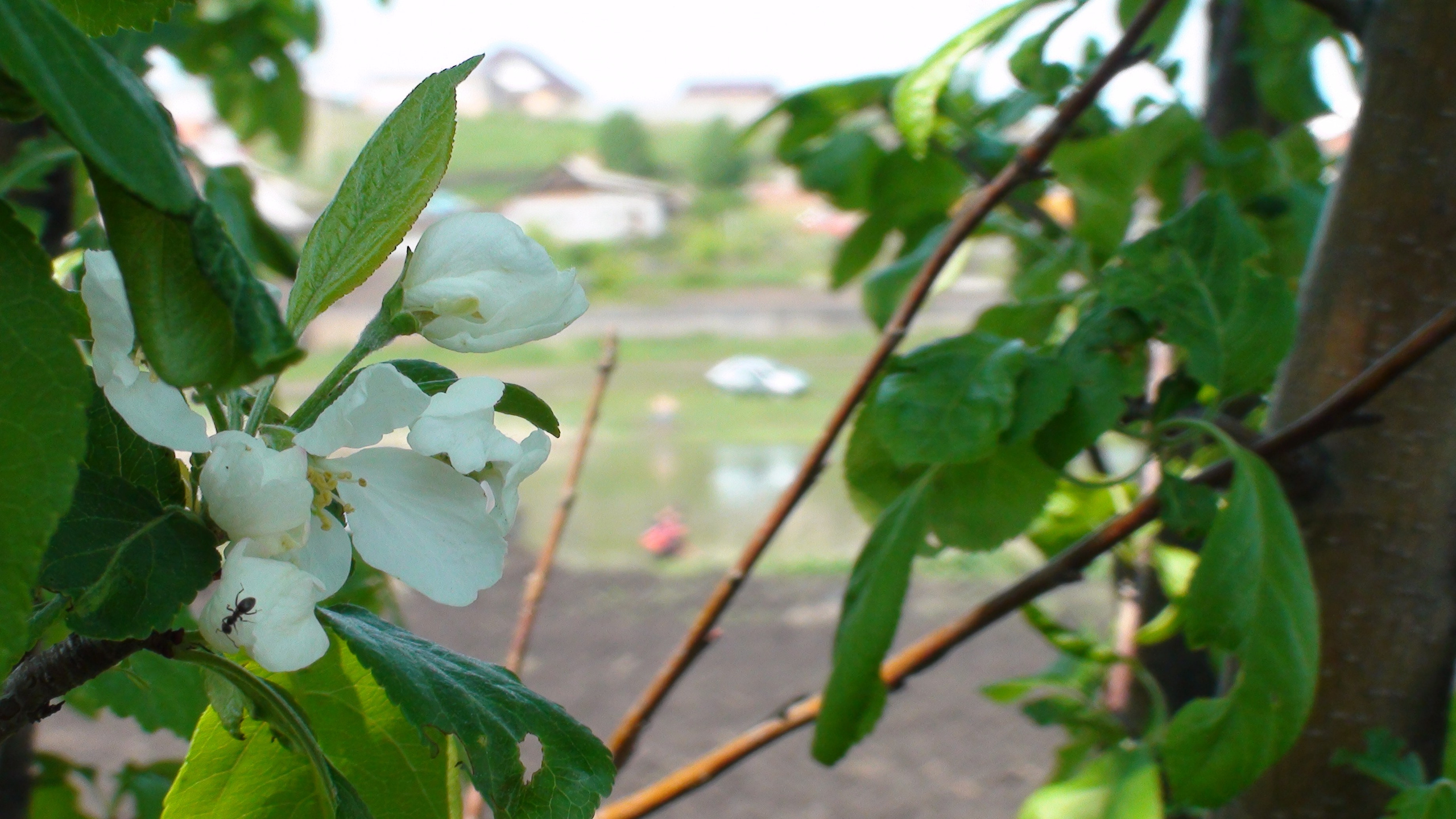 Дача 07.06.2009. Семейный, Свадебный фотограф СПБ Питер— Романова Екатерина