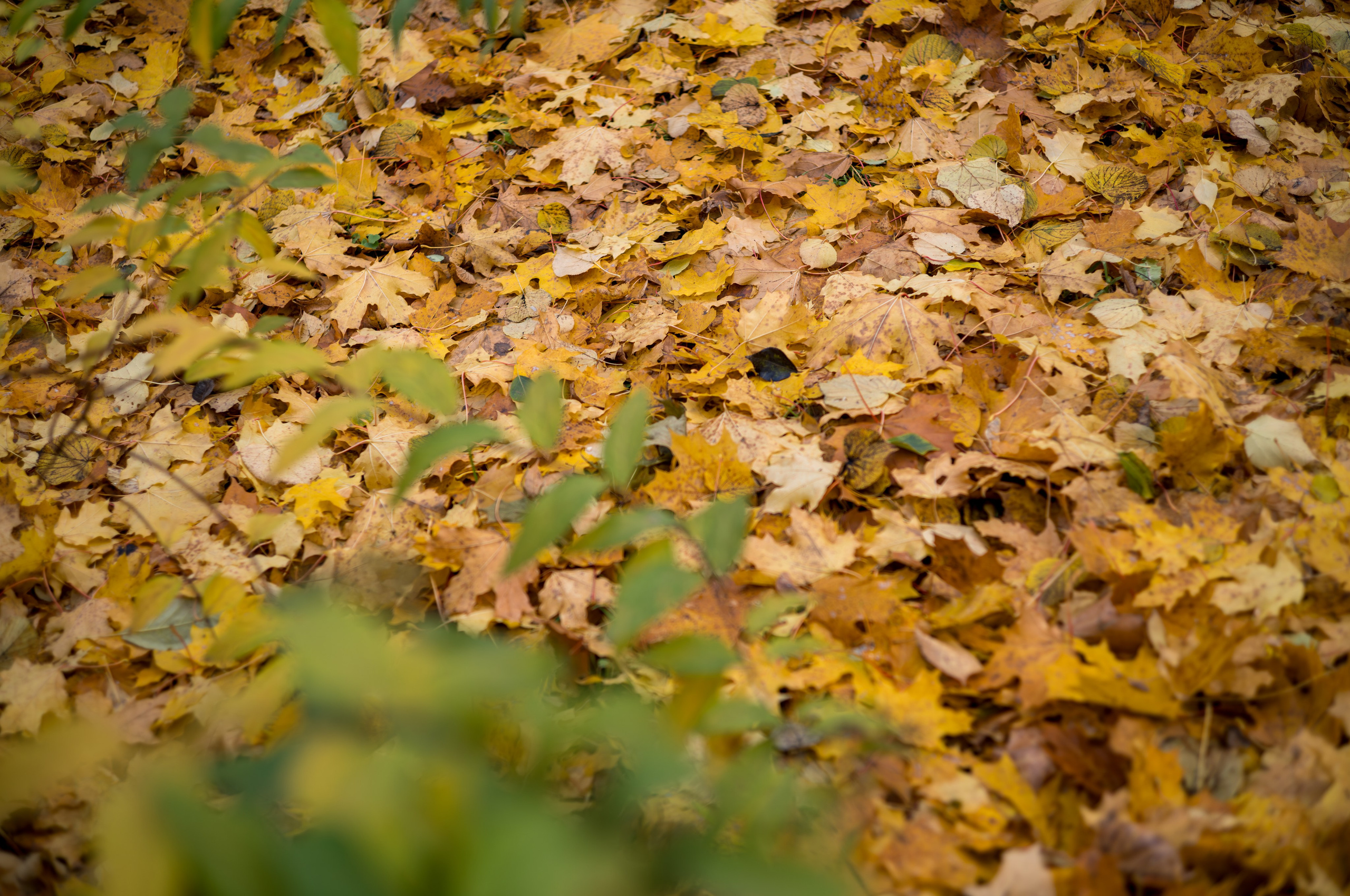 Осенние листья на земле