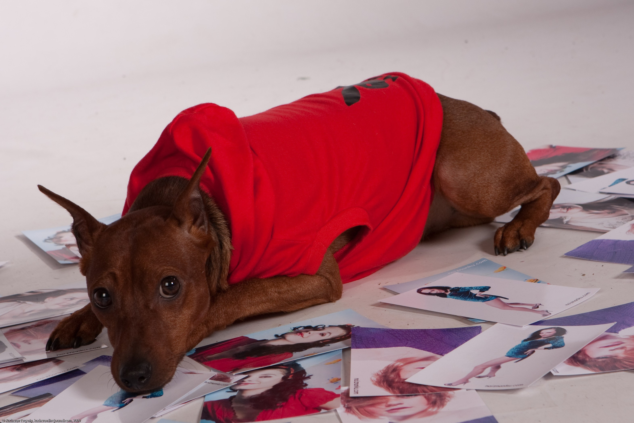 Собачки в студии. Кучеров Евгений. Фотограф