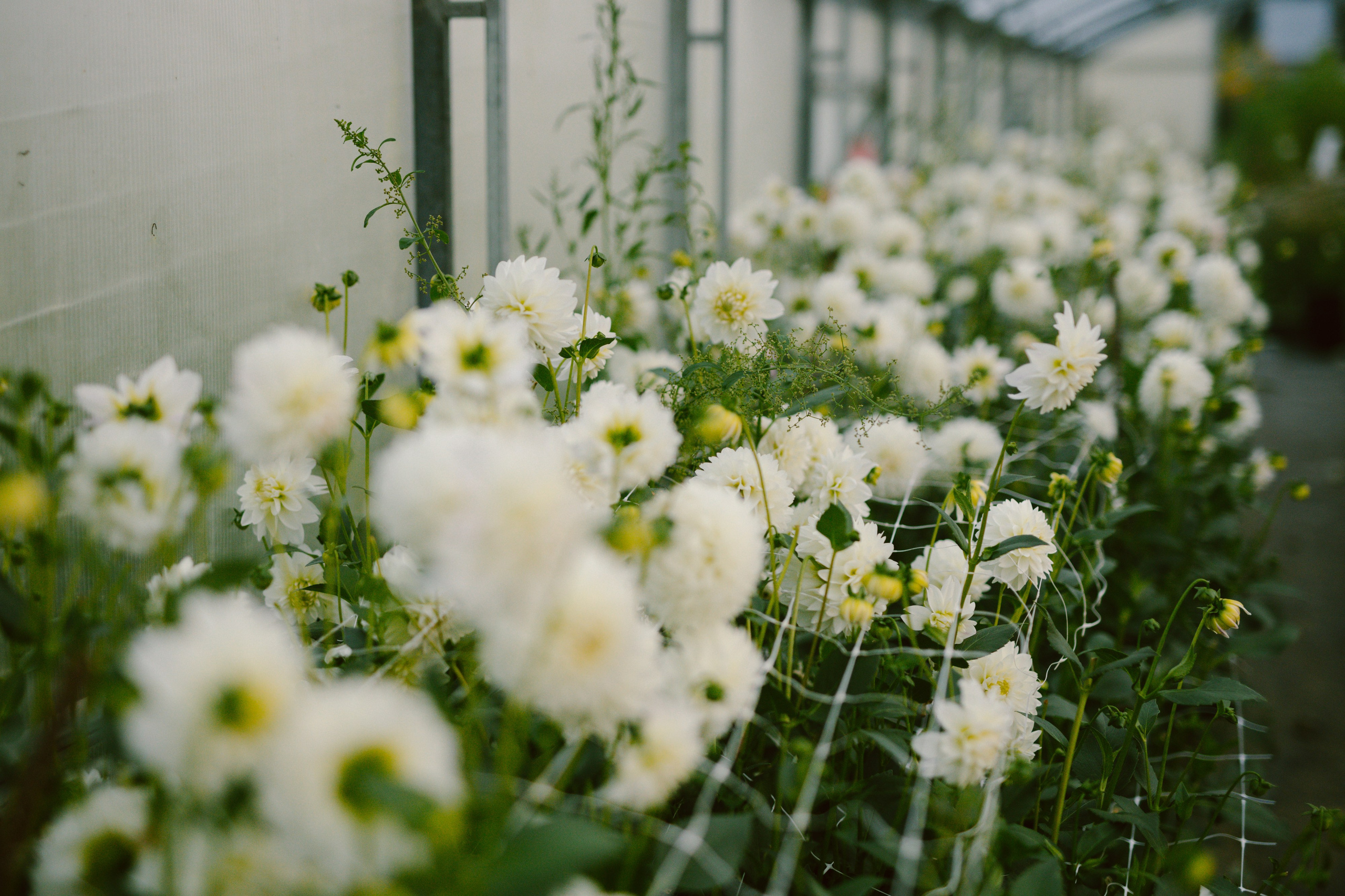 Пряный август. Варвара Синицына: семейный фотограф в Москве