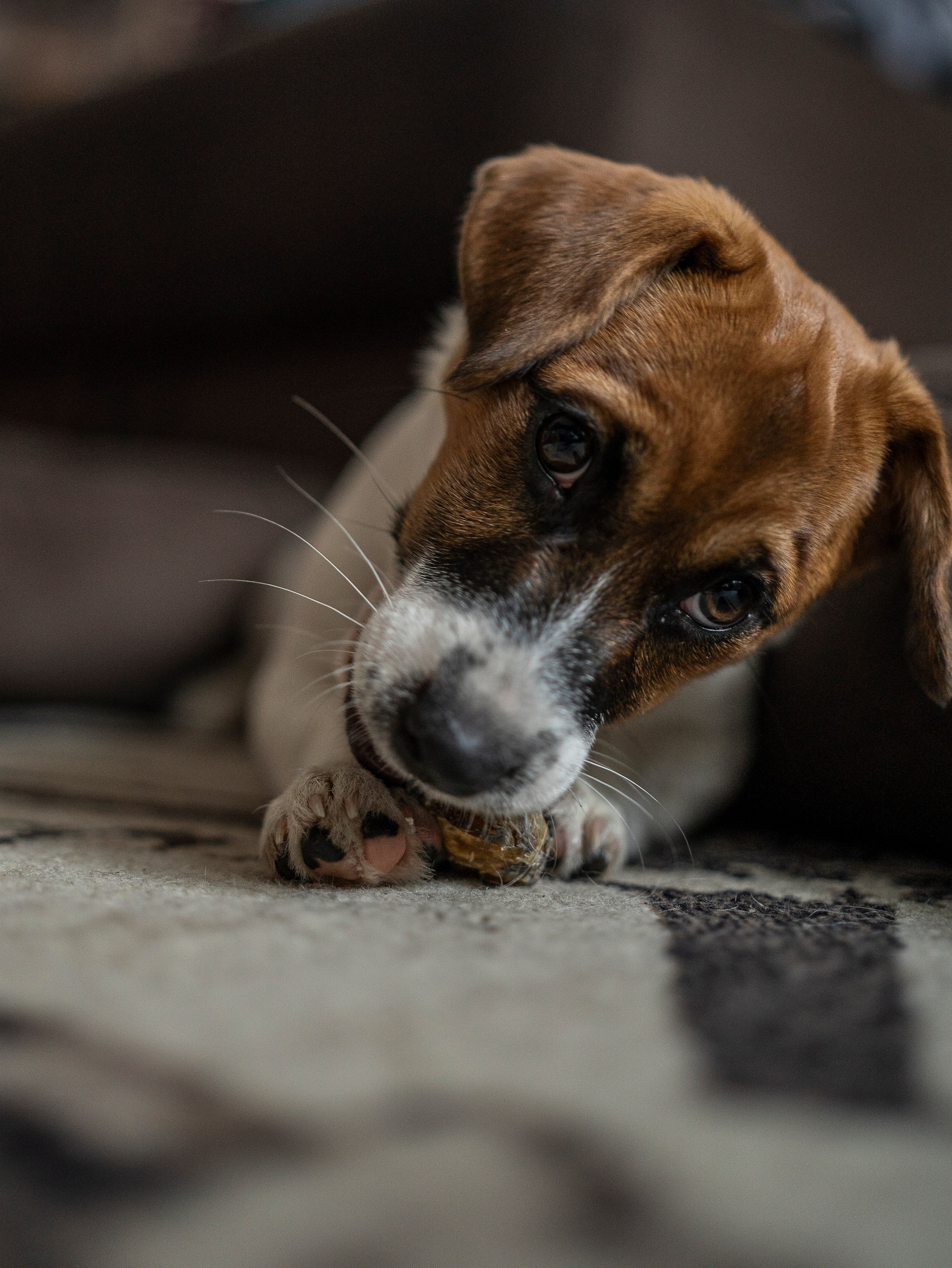 Ляля и Бандит Питомцы. Свадебный и Женский фотограф в г. Кемерово