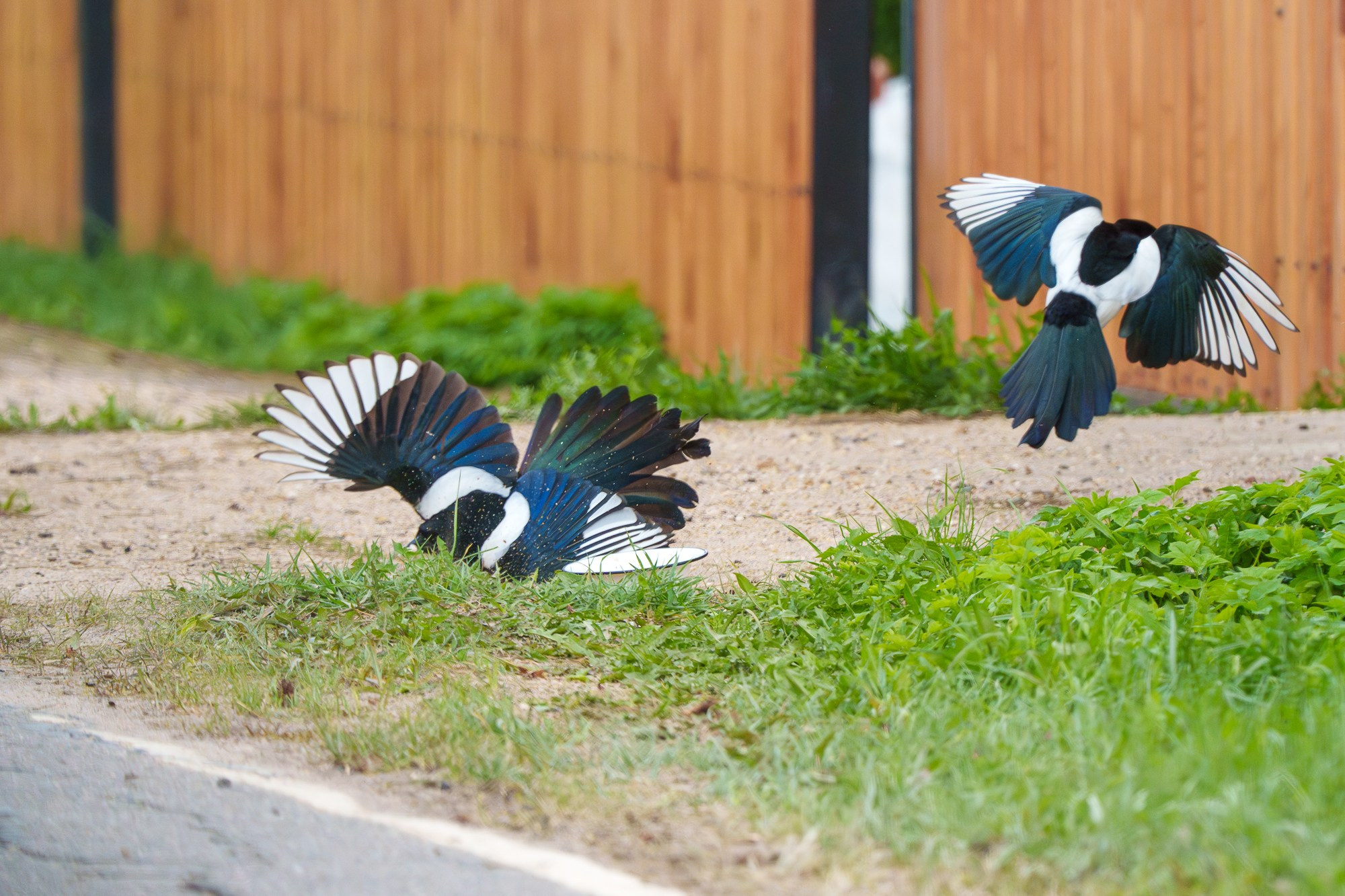 Удивительные мир птиц. Вокруг нас столько прекрасного — присмотритесь!. Ваш личный фотограф Марина Волкова