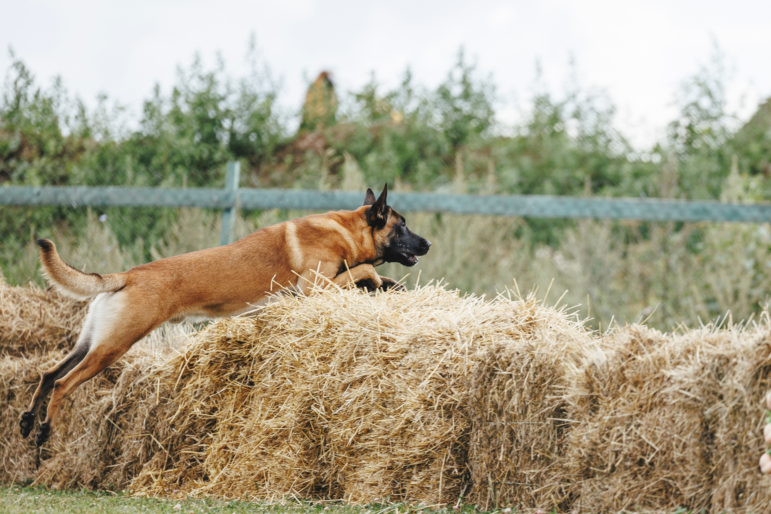 08.08.25-10.08.25 ЧР по мондьорингу г. Вологда. Фотограф-анималист Анна Маринич