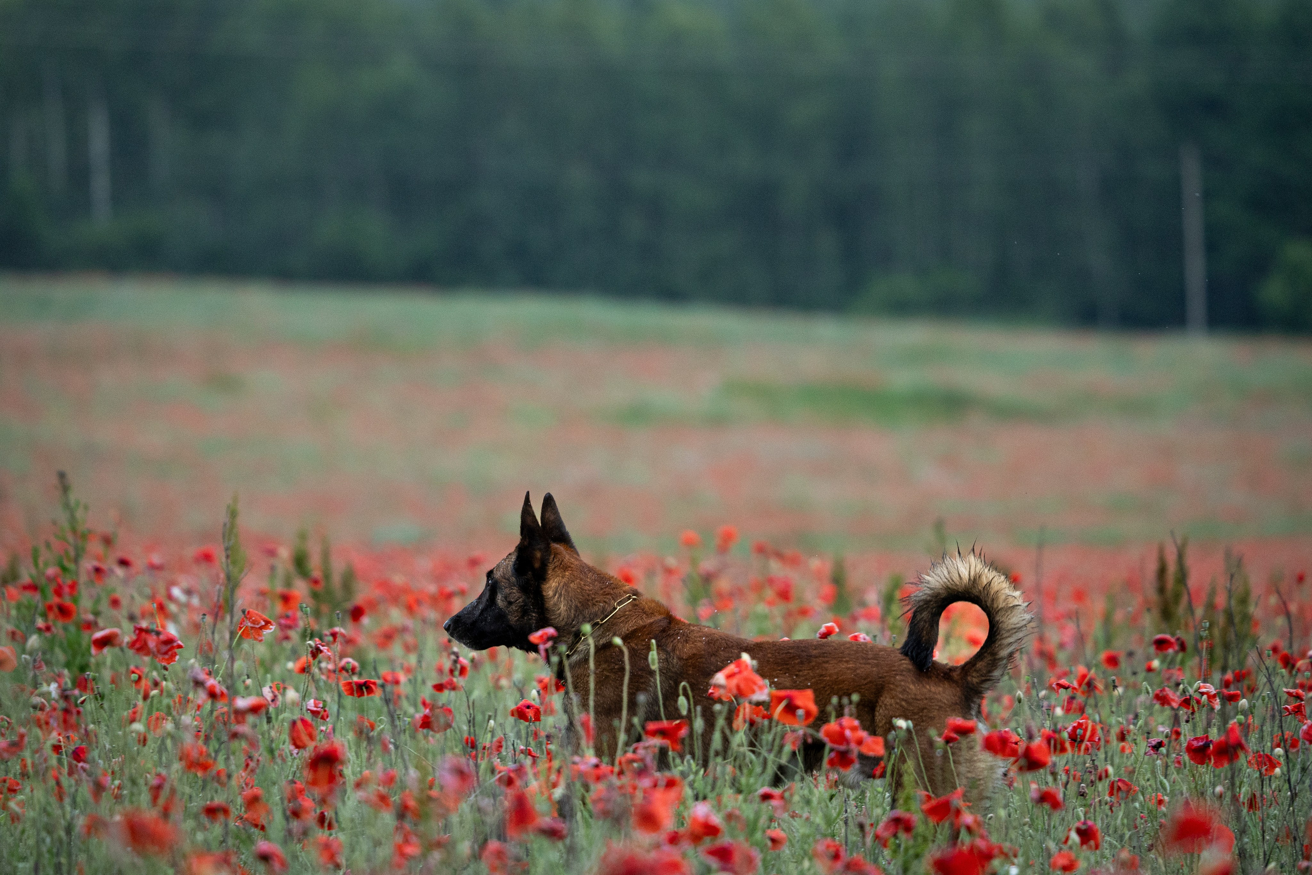 Маковое поле. Фотограф-анималист Анна Маринич