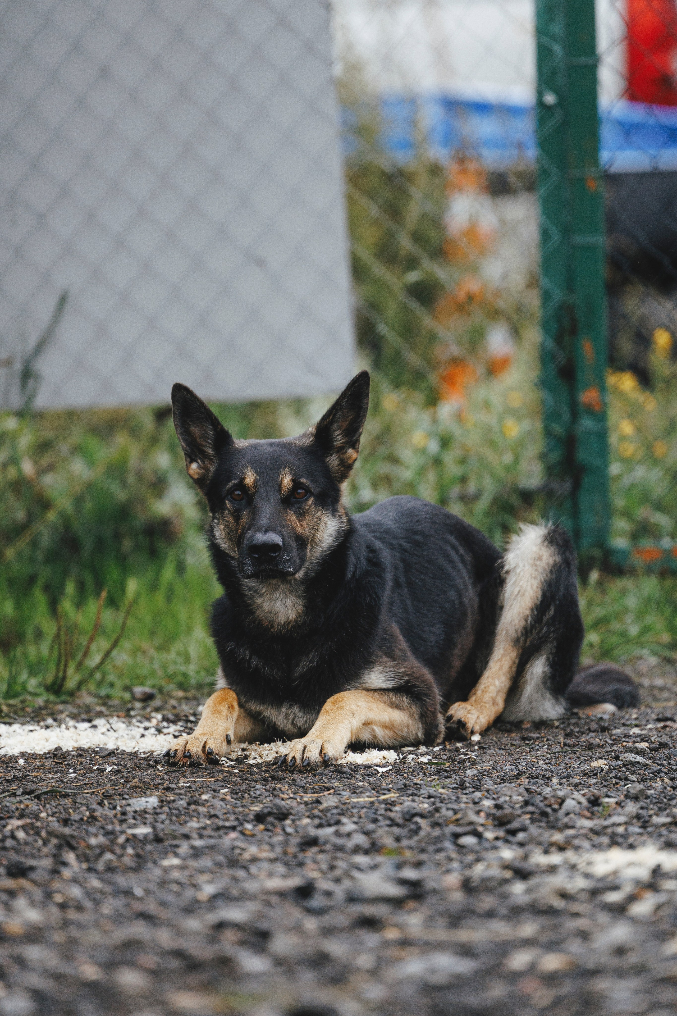 08.08.25-10.08.25 ЧР по мондьорингу г. Вологда. Фотограф-анималист Анна Маринич