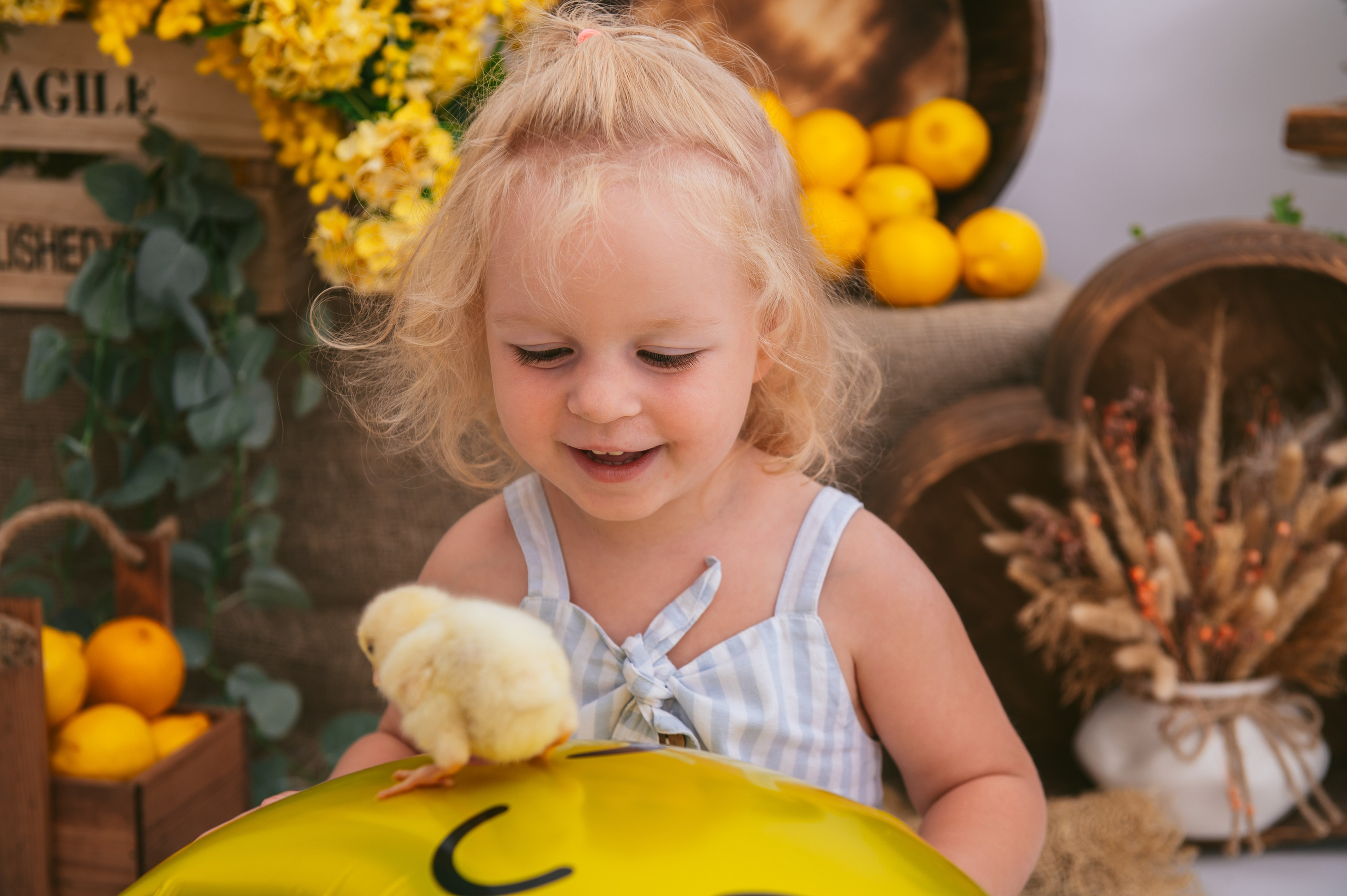 Цыплята. Детский фотограф Магадан