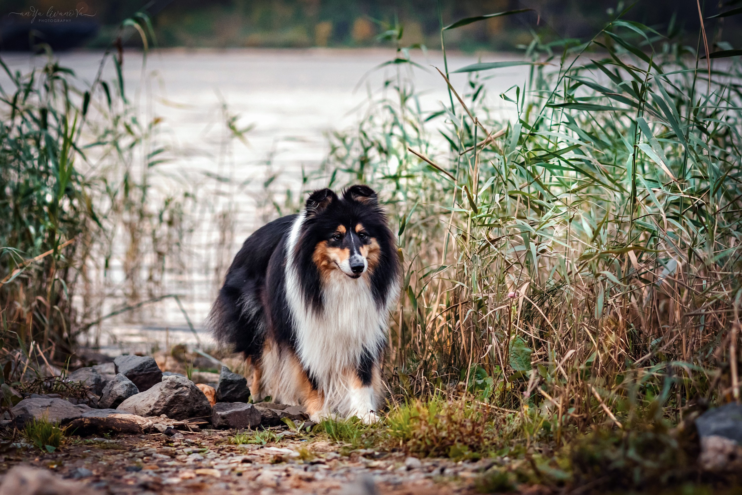 Оля и Вива. Фотограф анималист Аня Ливанова | Рыбинск