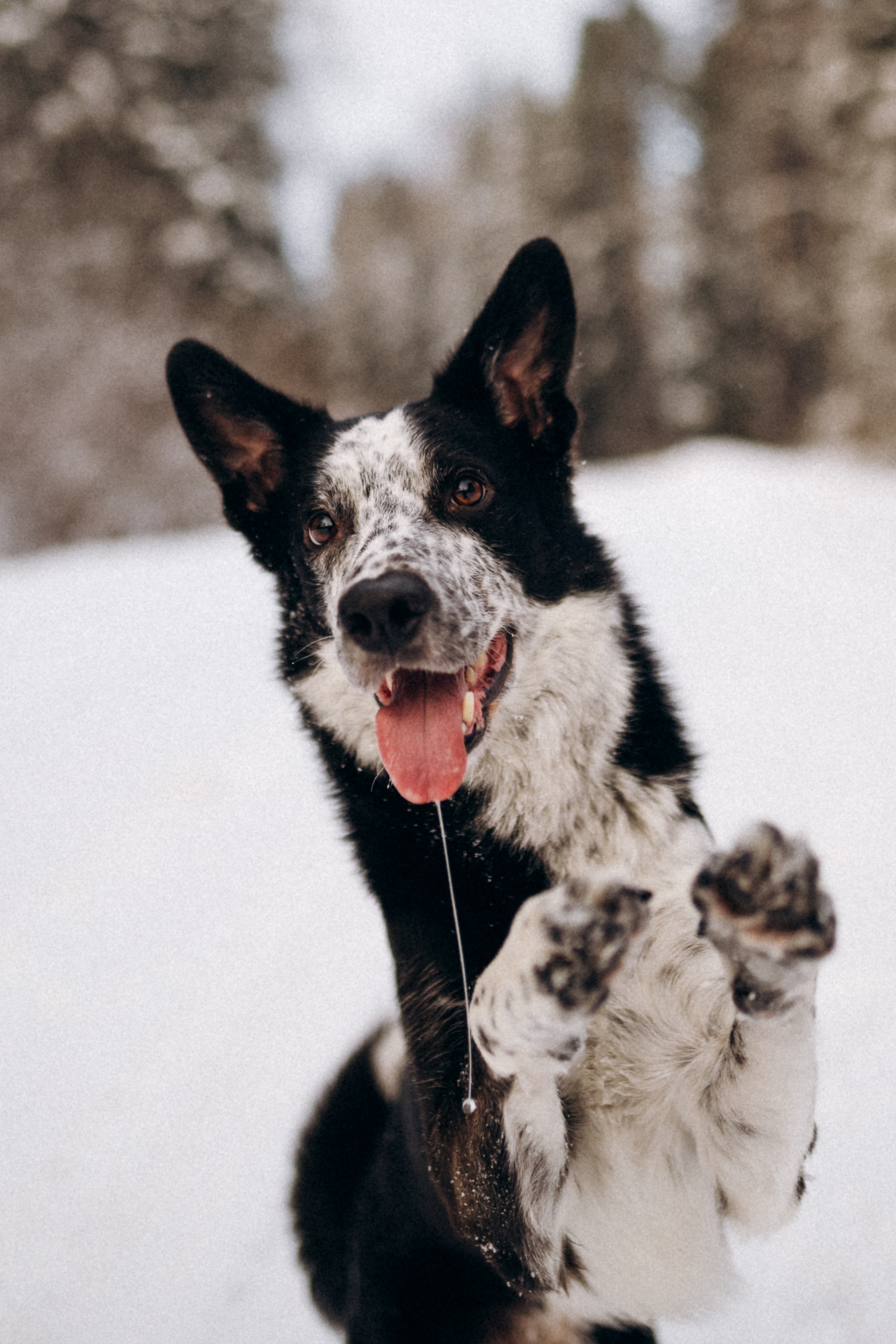 Аня и Милан. Фотограф анималист в Москве Ольга Агушева
